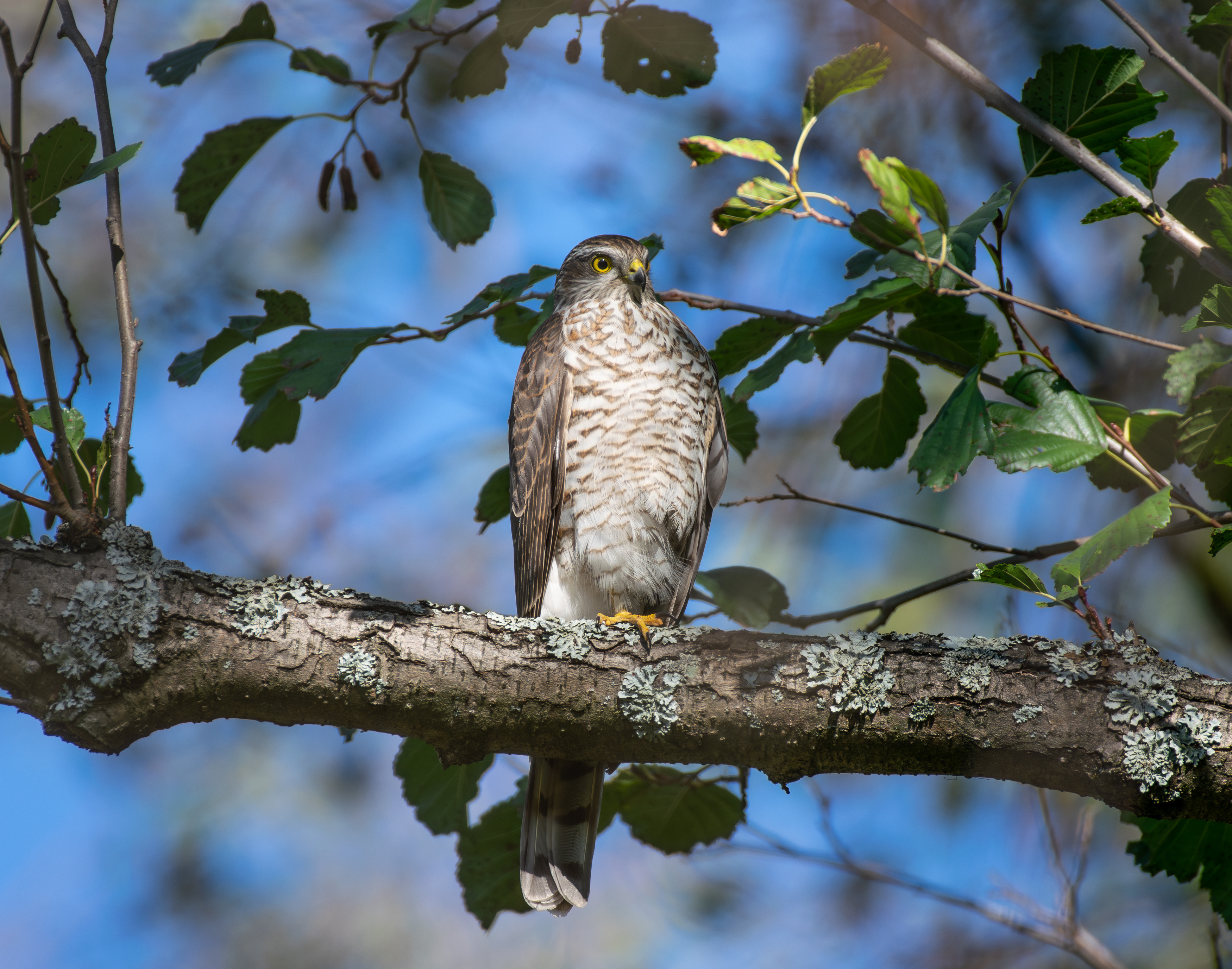 , Алексей Савельев