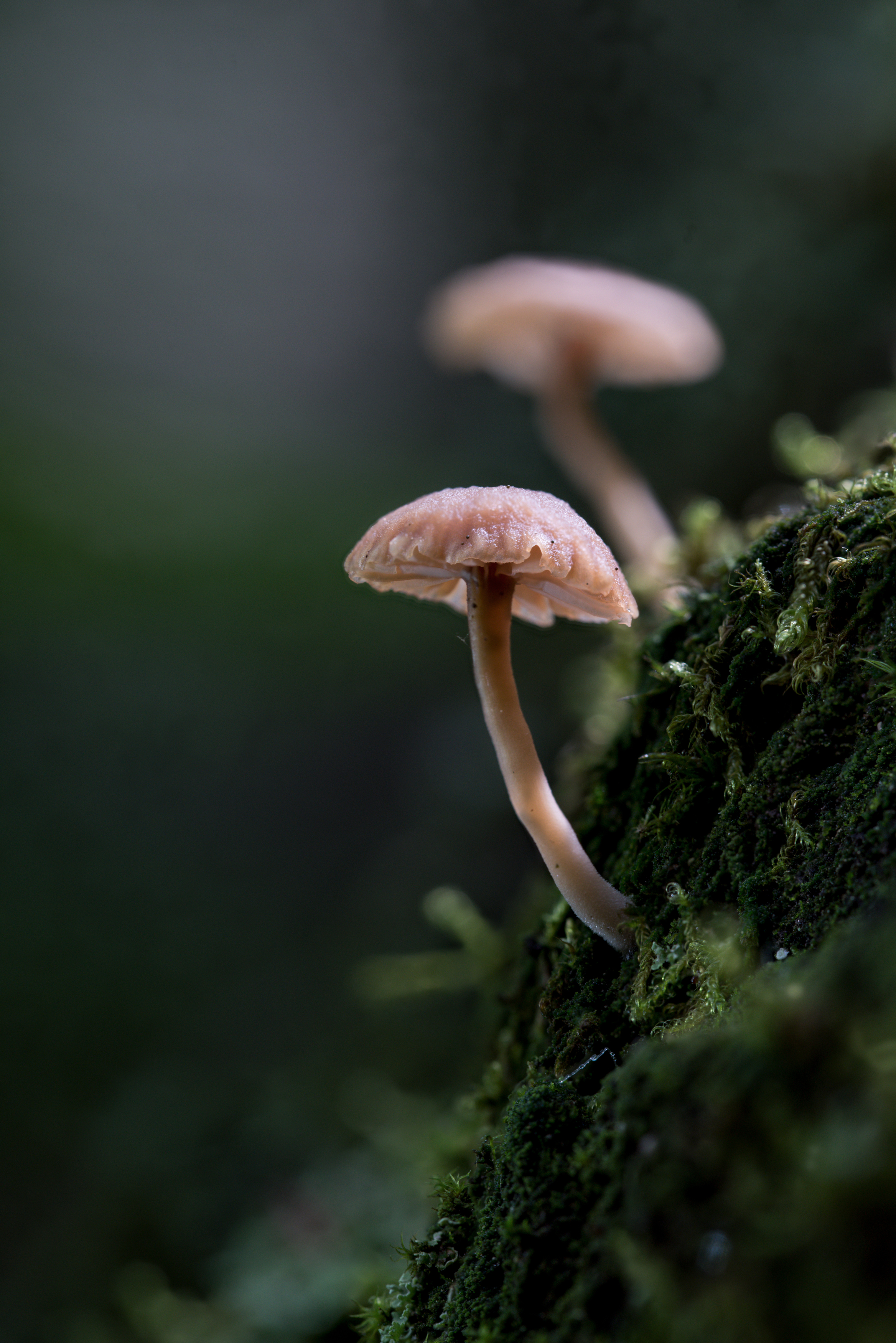 , Михаил Славный