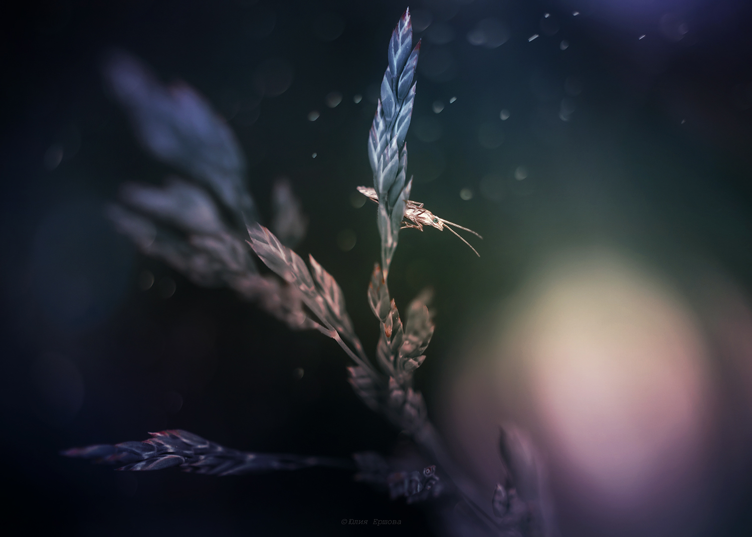 , Ершова Юлия