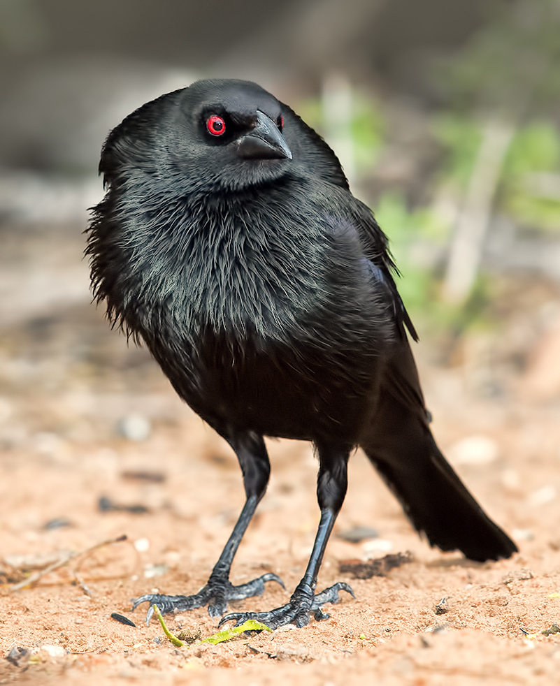 bronzed cowbird, красноглазый коровий трупиал,  трупиал, texas, Etkind Elizabeth