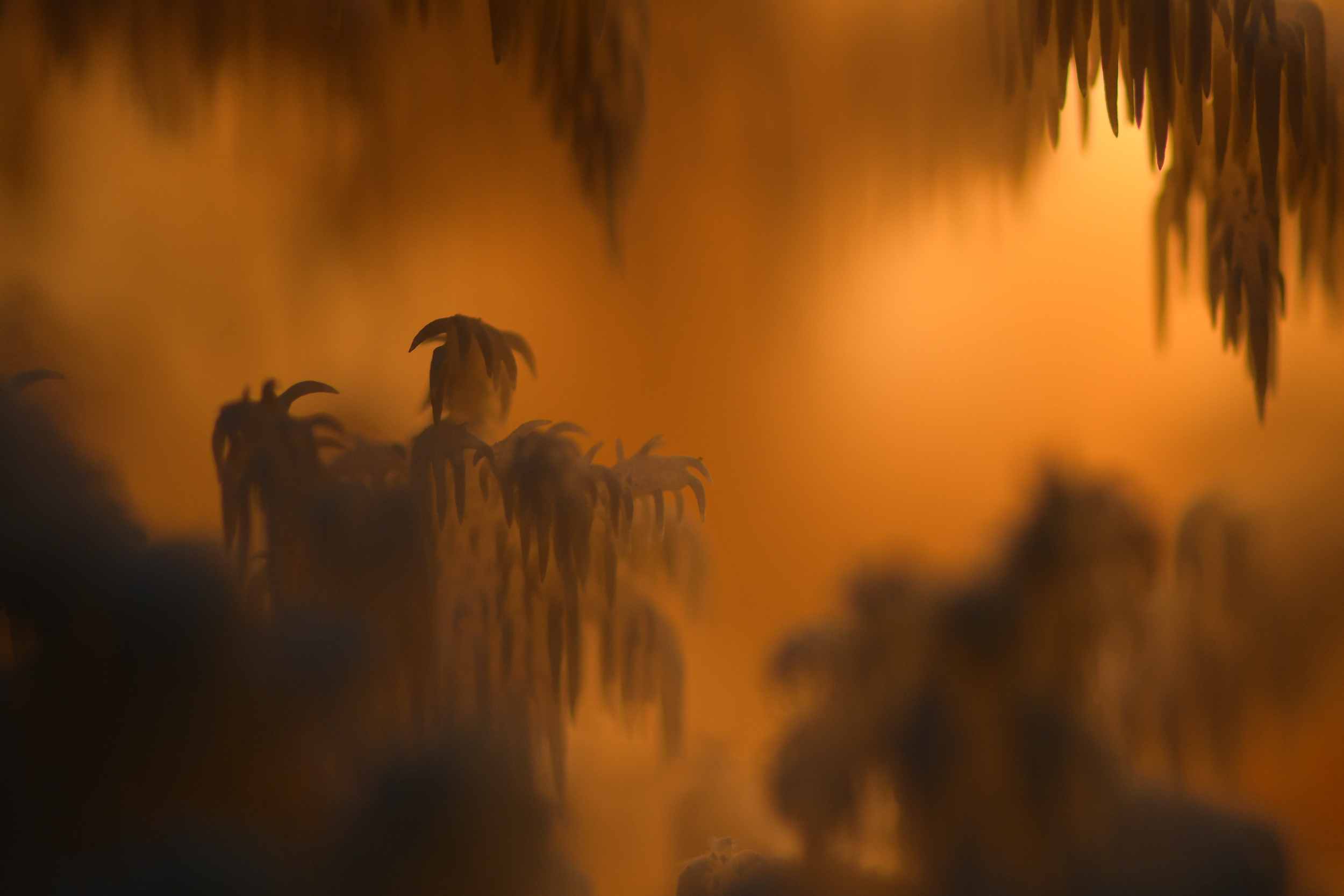 ежовик коралловидный, Ксения Соварцева