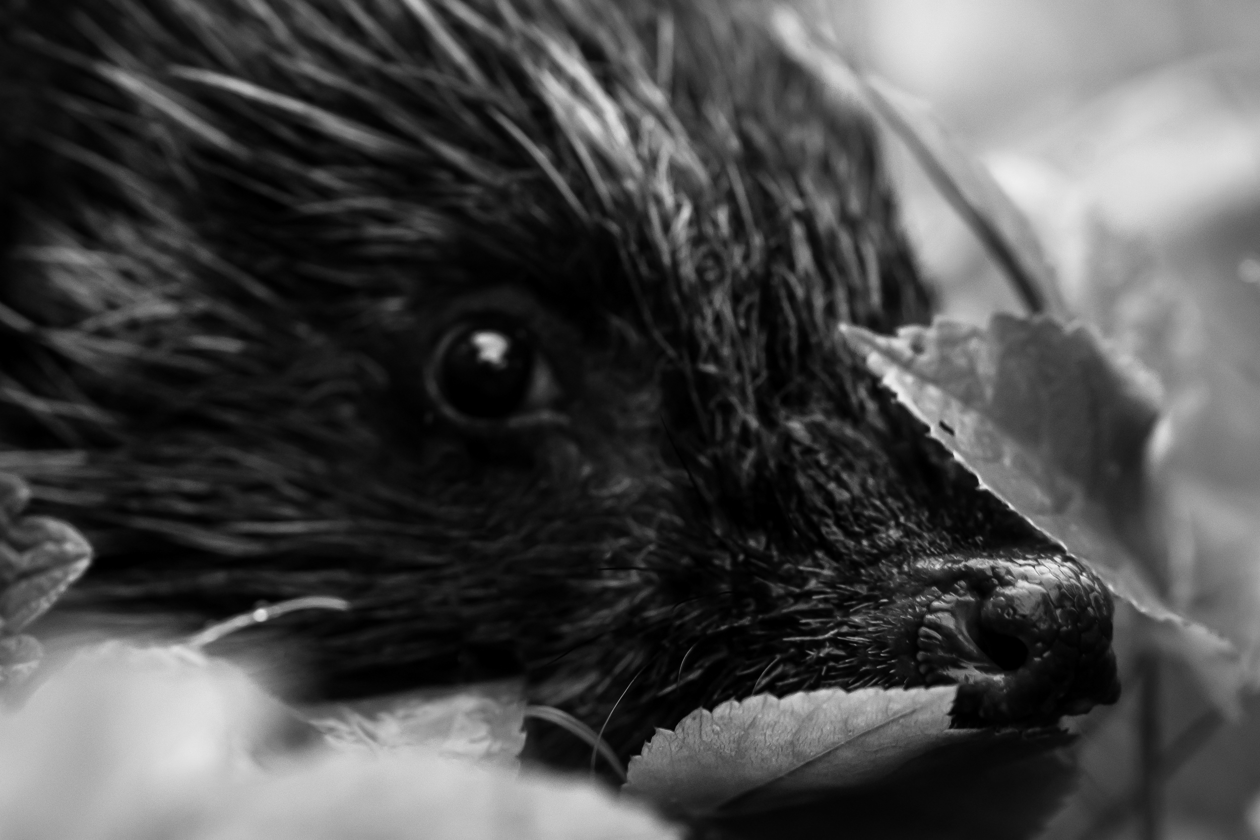 еж, ежиха, ёжик, Ксения Соварцева