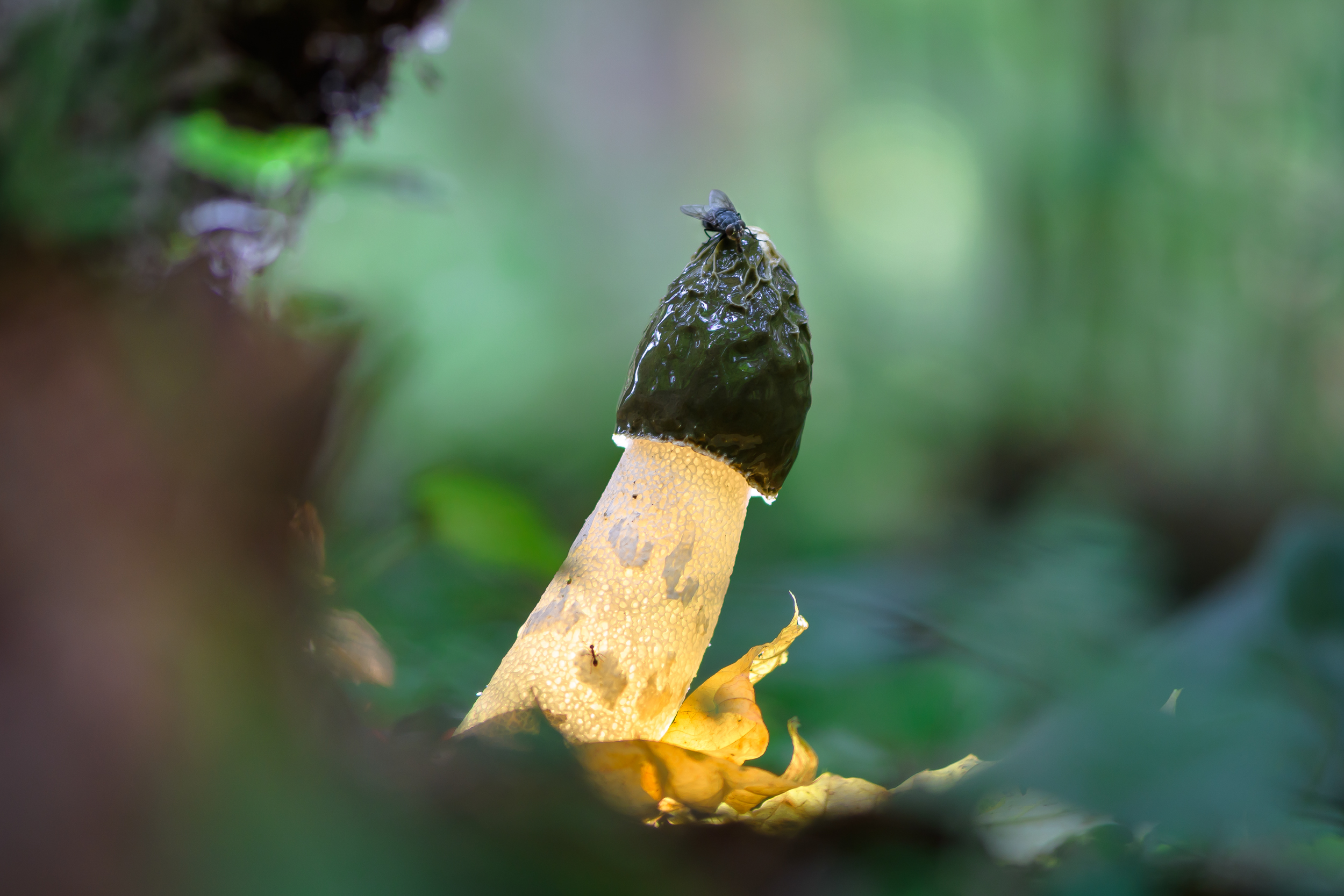 весёлка обыкновенная, Ксения Соварцева