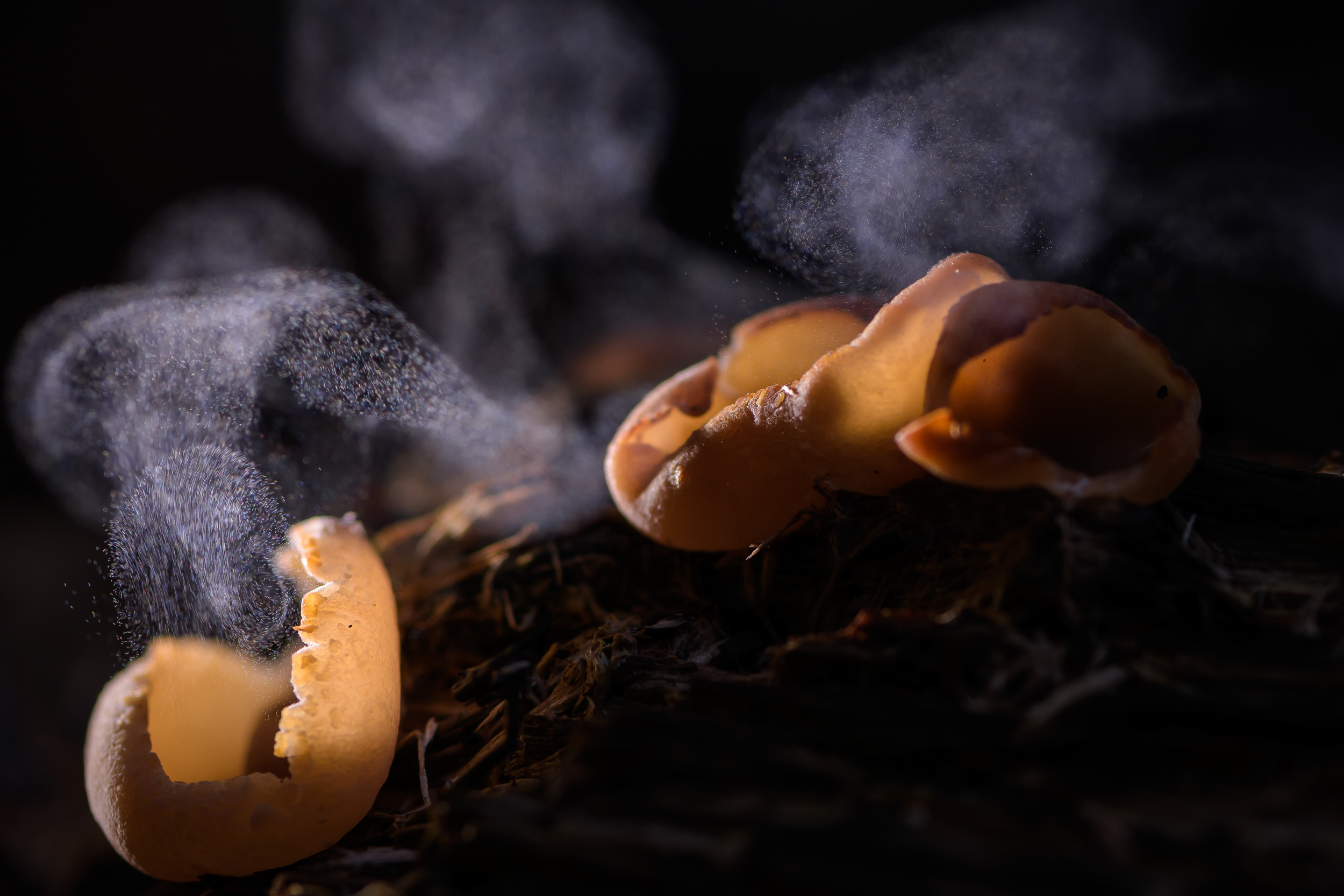 , Ксения Соварцева