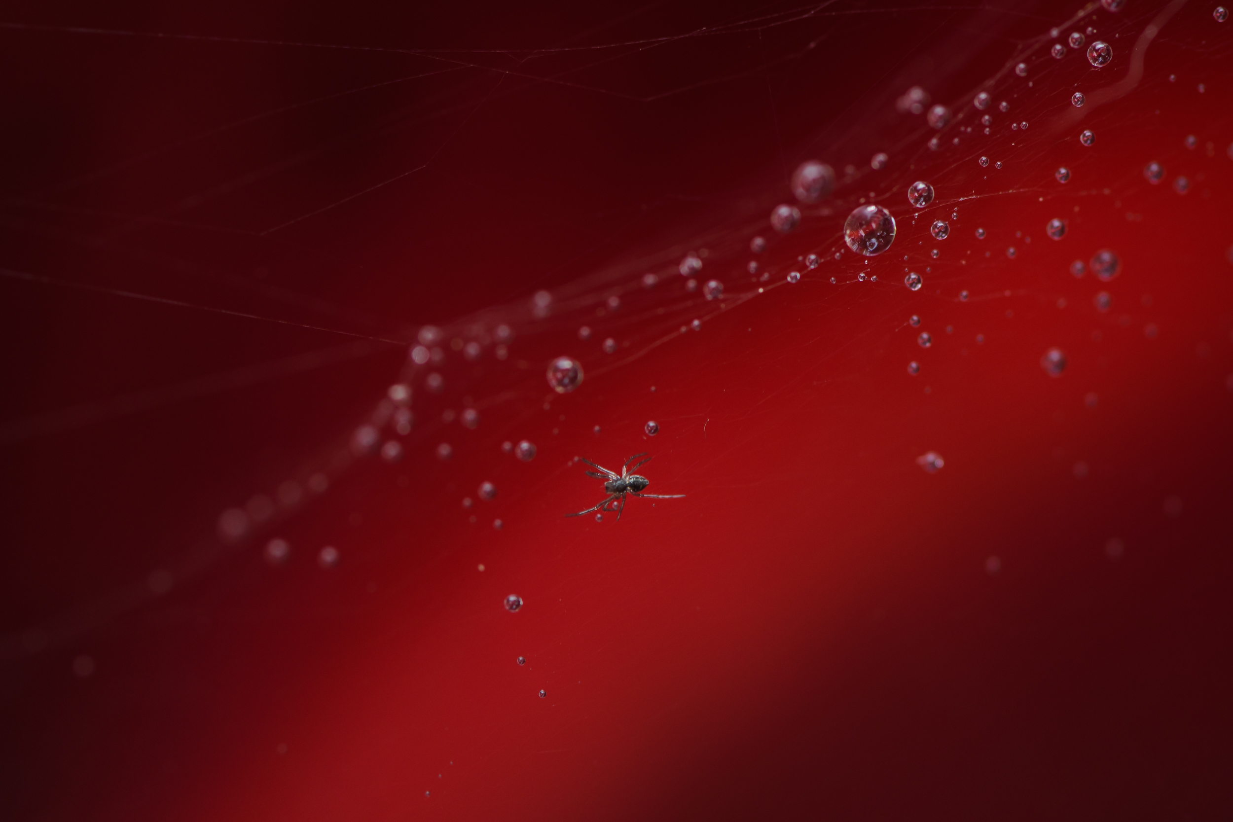 паук, красный, Ксения Соварцева