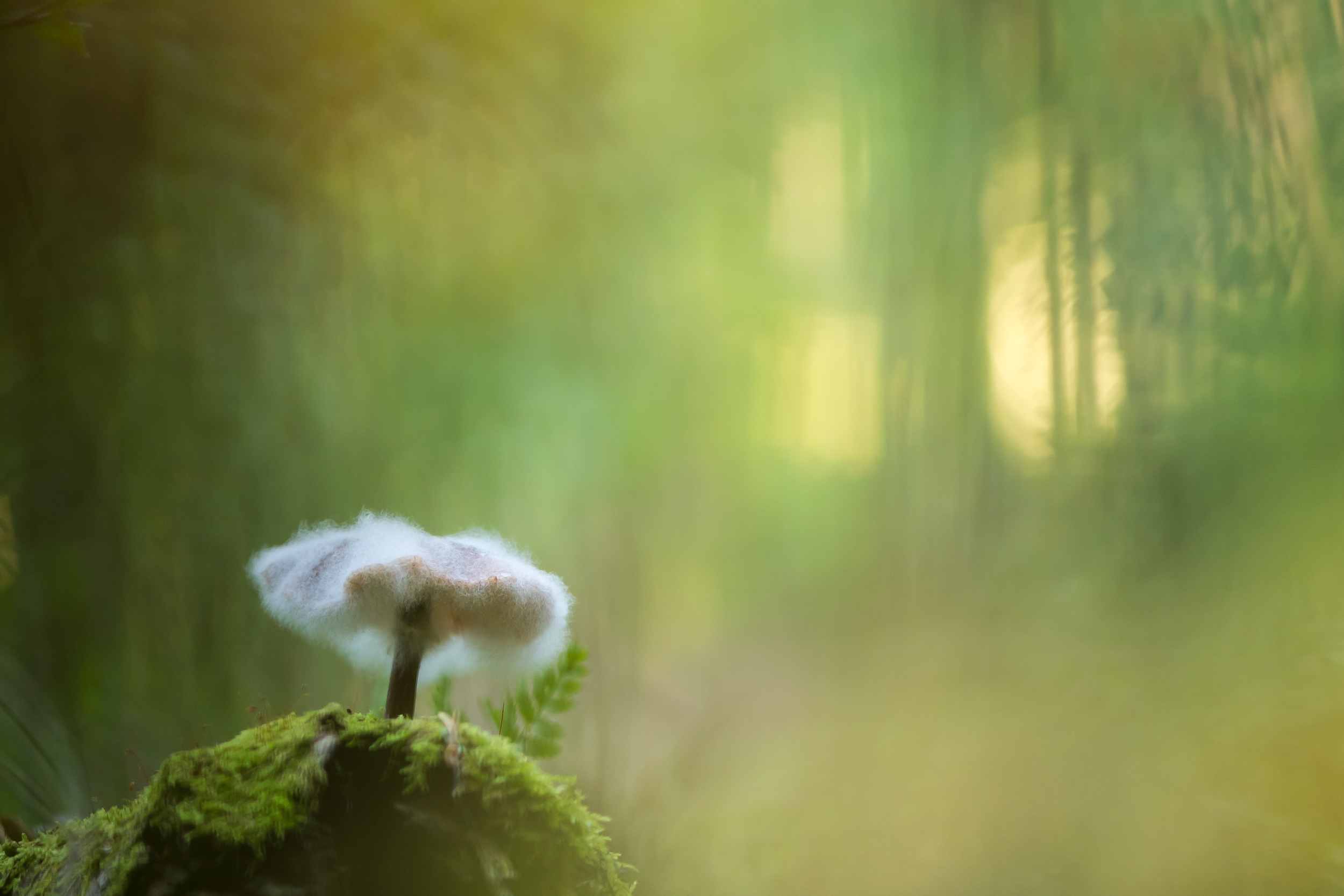 Опёнок осенний, Ксения Соварцева