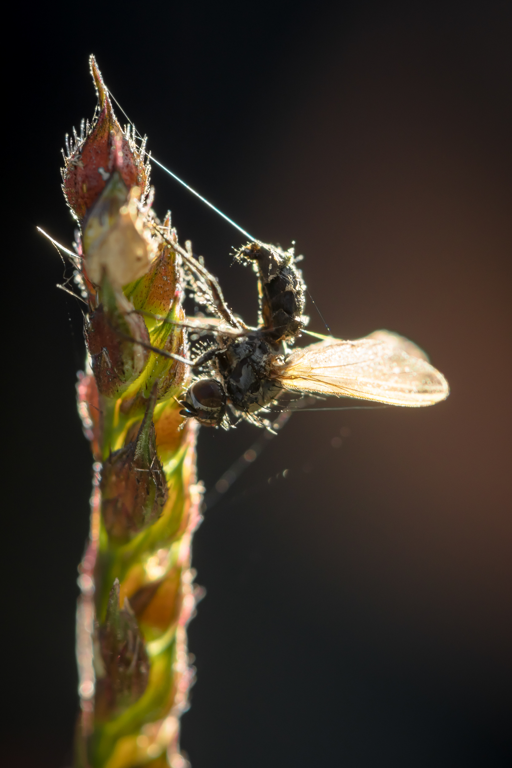гриб паразит, энтомофтора, Ксения Соварцева