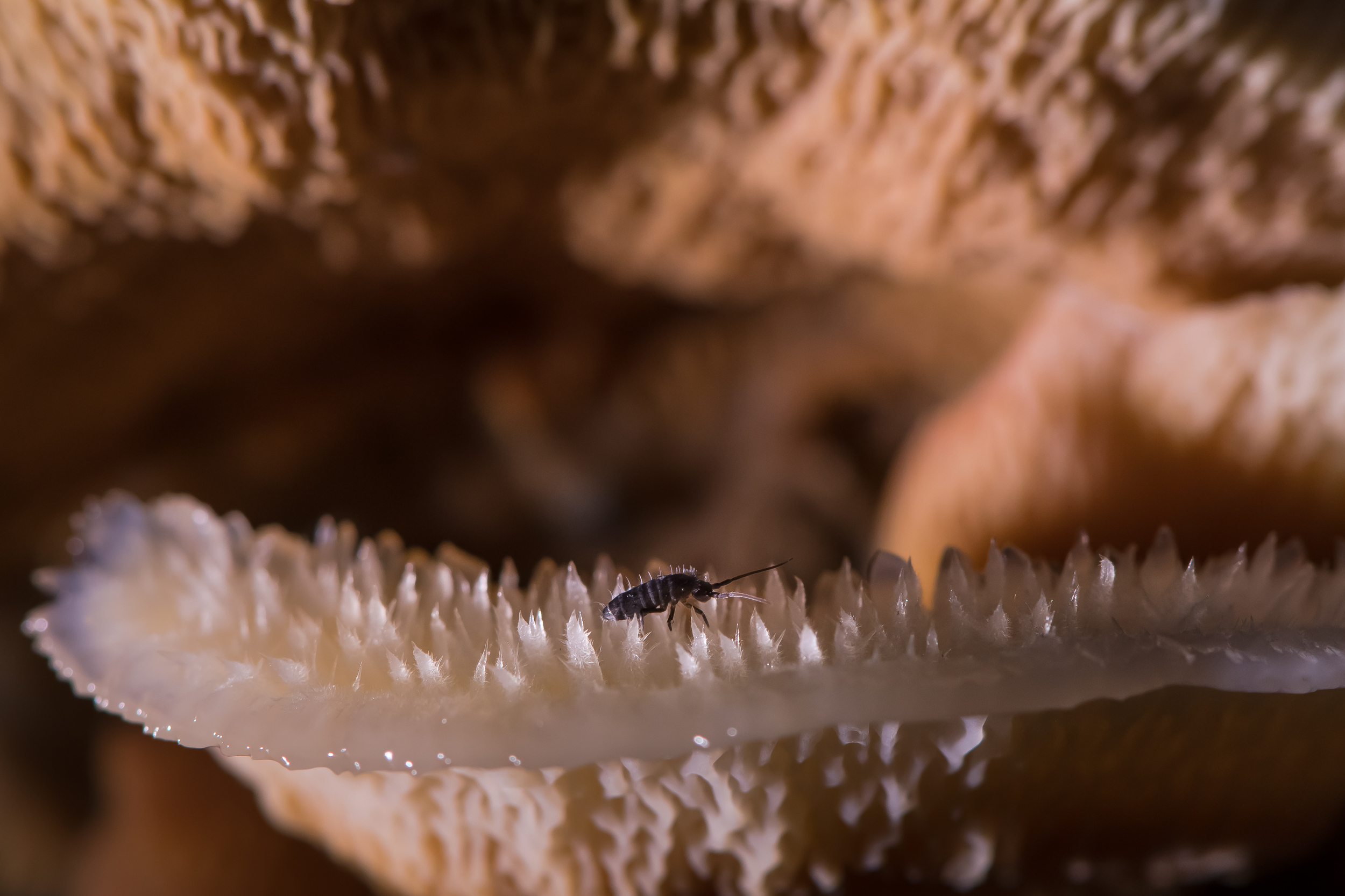 коллембола, флебия дрожащая, мерулиус, Ксения Соварцева