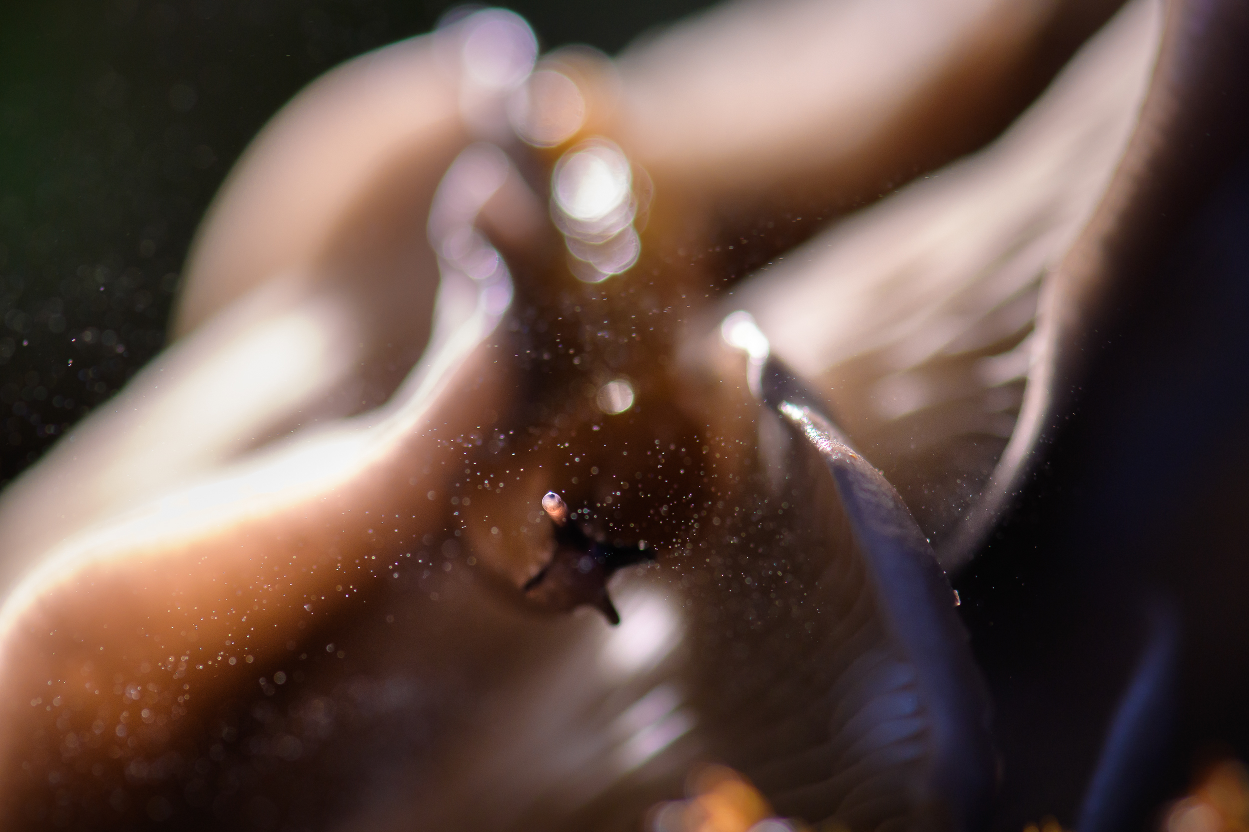 слизень, вешенка, Ксения Соварцева