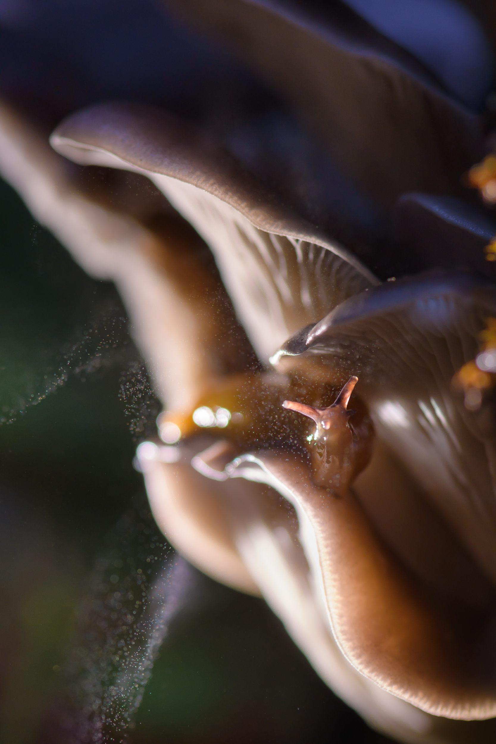 , Ксения Соварцева