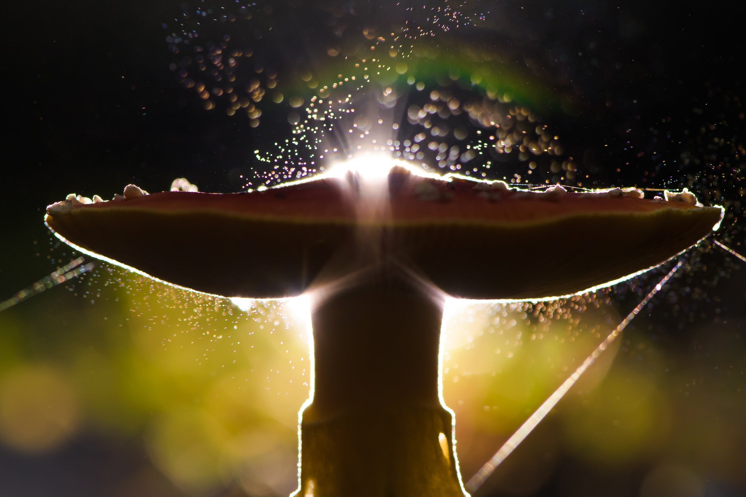 мухомор, спороношение, Ксения Соварцева