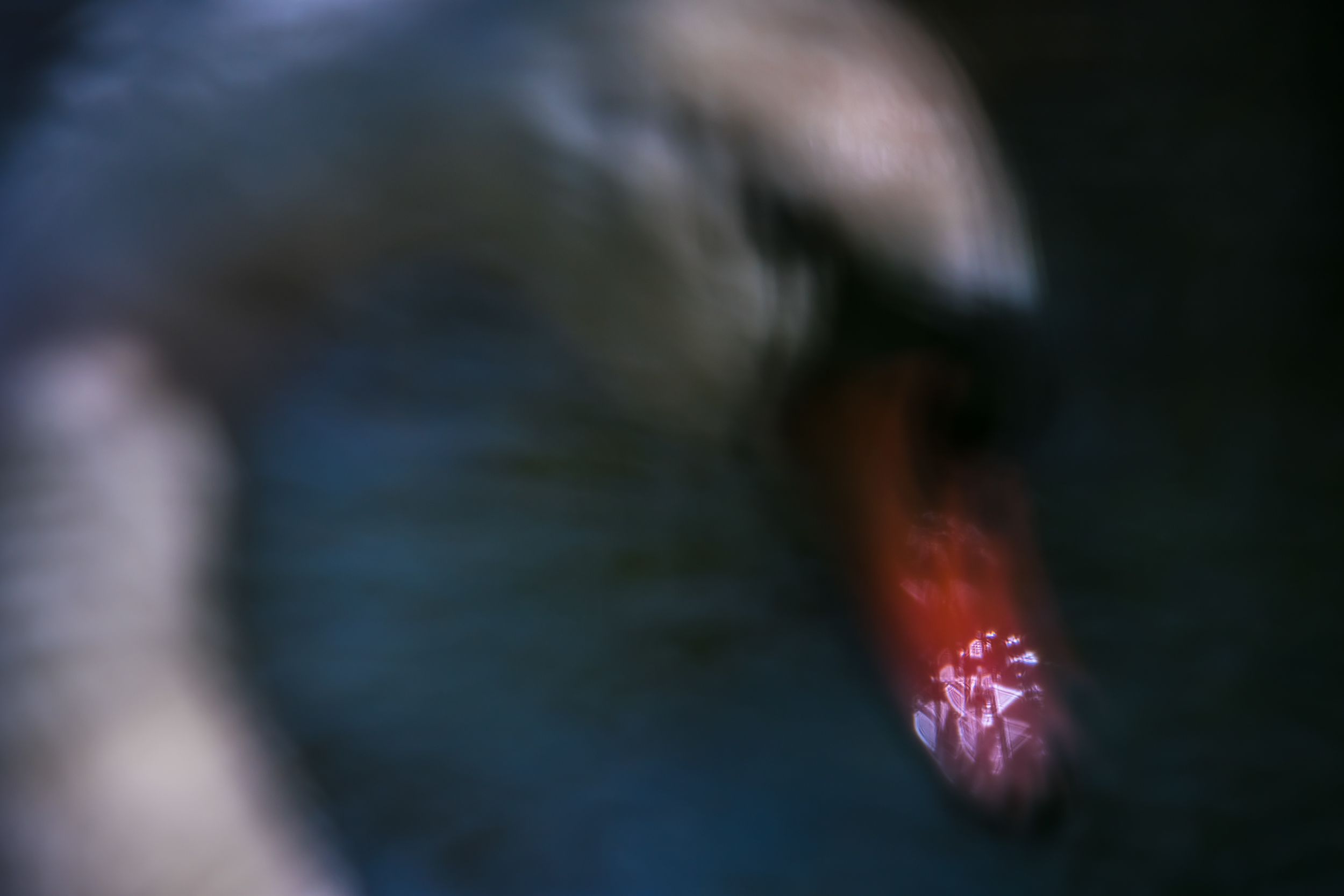 лебедь шипун, расфокус, Ксения Соварцева