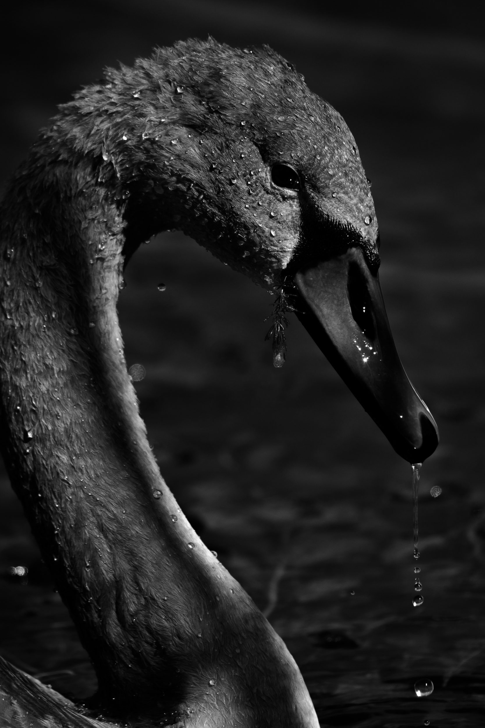 лебедь шипун, гадкий утёнок, Ксения Соварцева