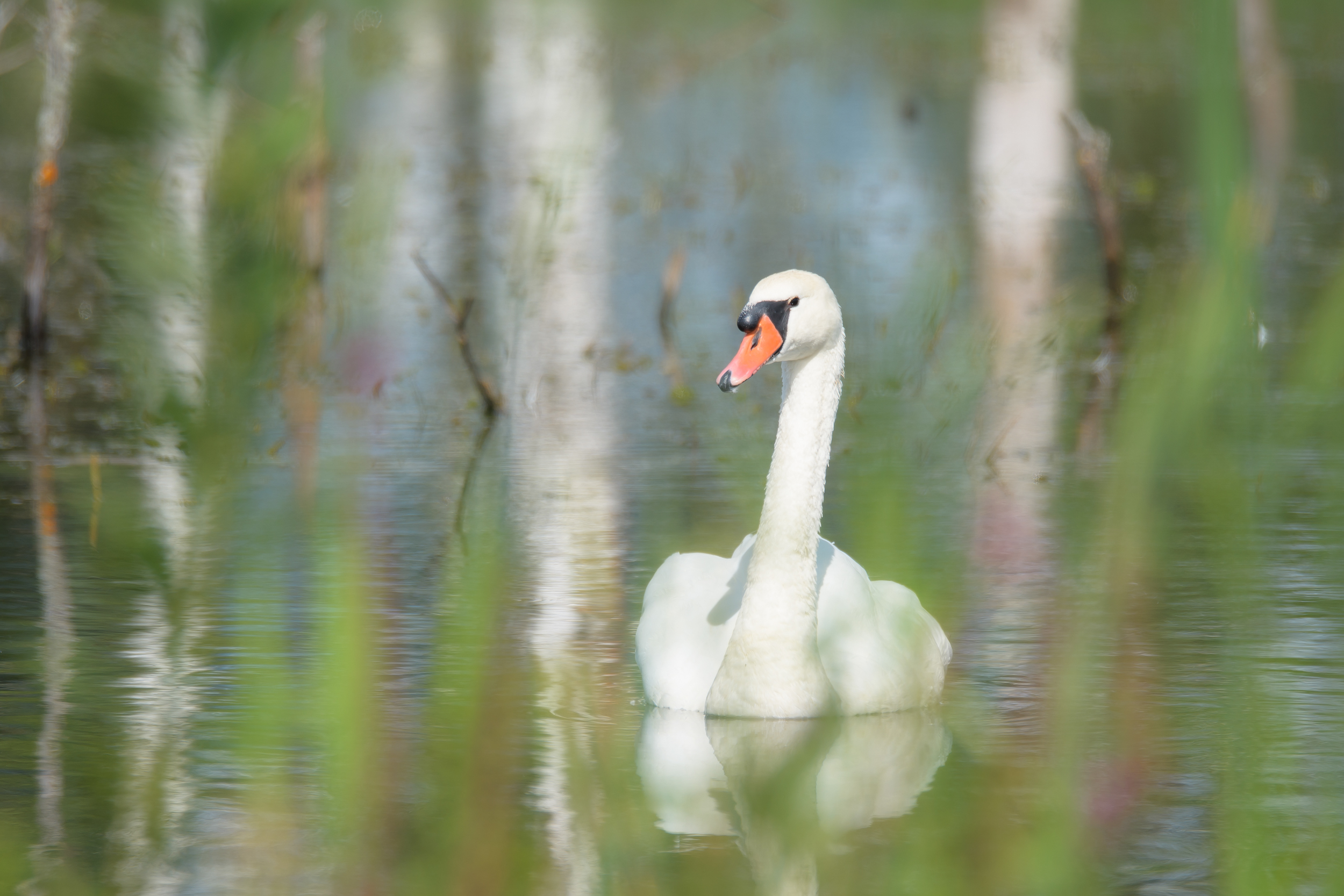 лебедь шипун, Лотошинский рыбхоз, Ксения Соварцева