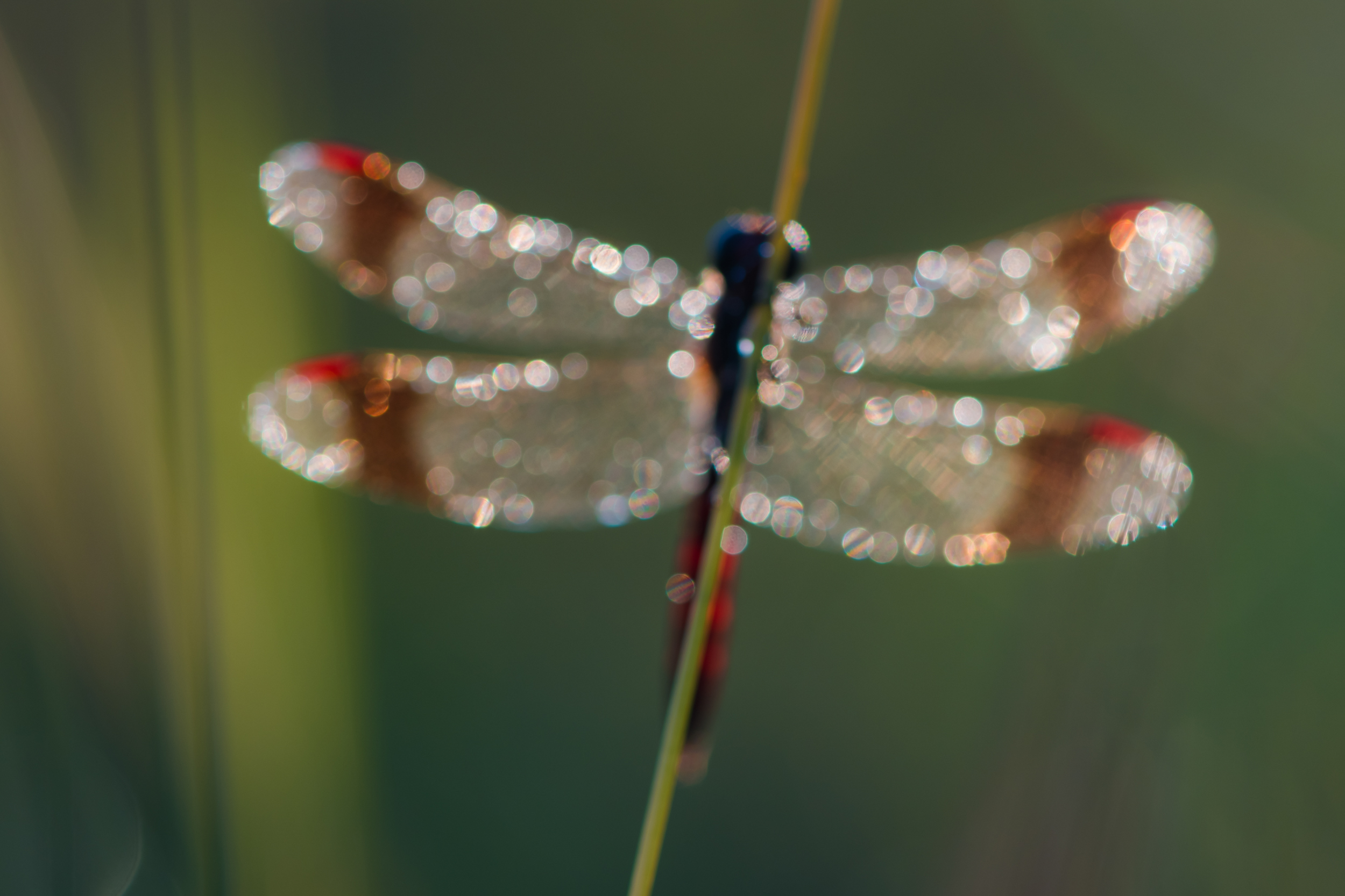 расфокус, стрекоза перевязанная, Ксения Соварцева