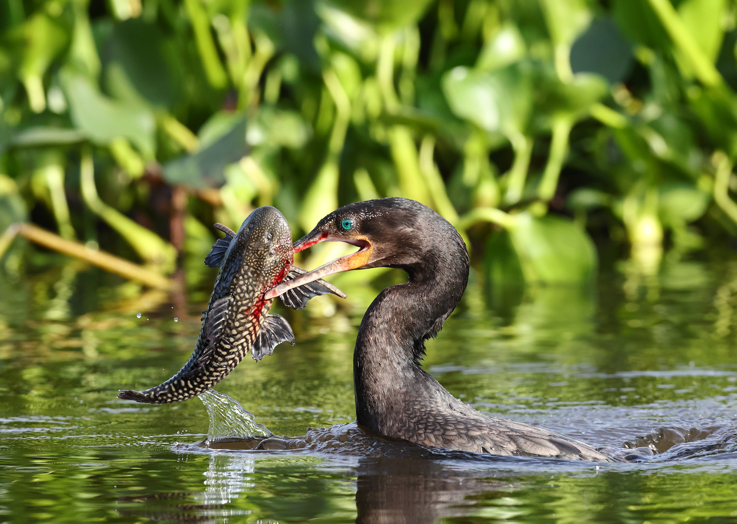 , Гудков Андрей