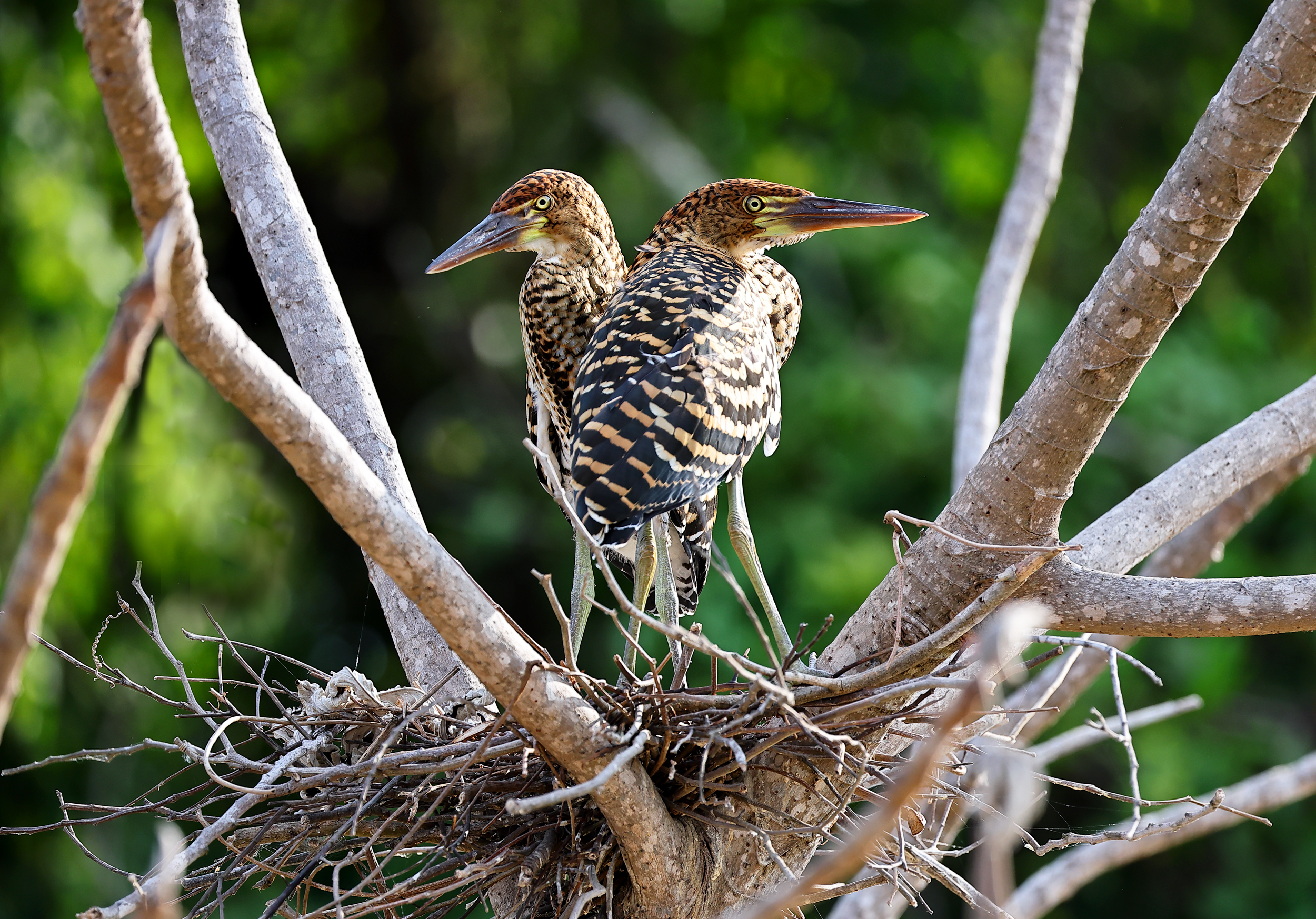 , Гудков Андрей