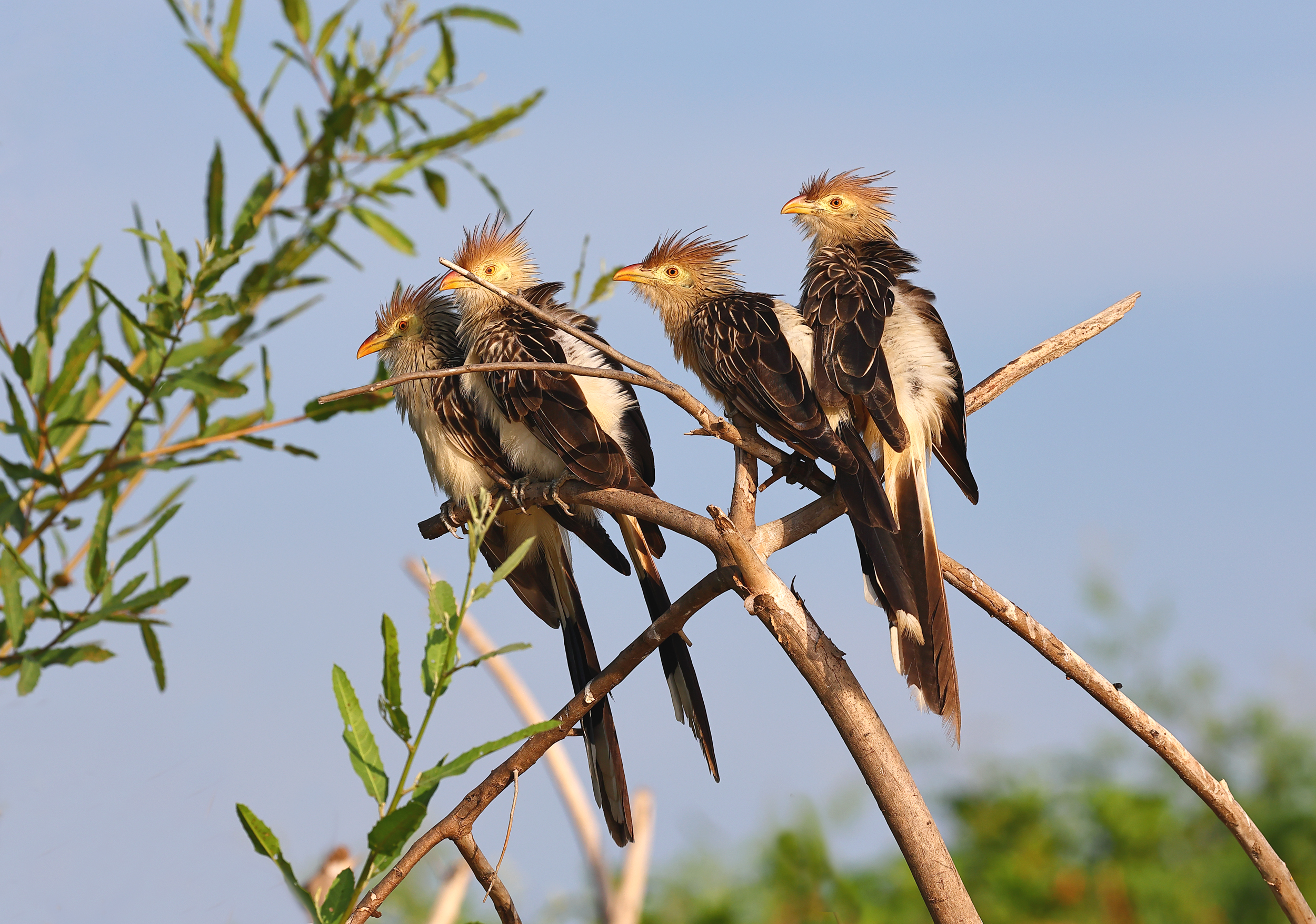 , Гудков Андрей