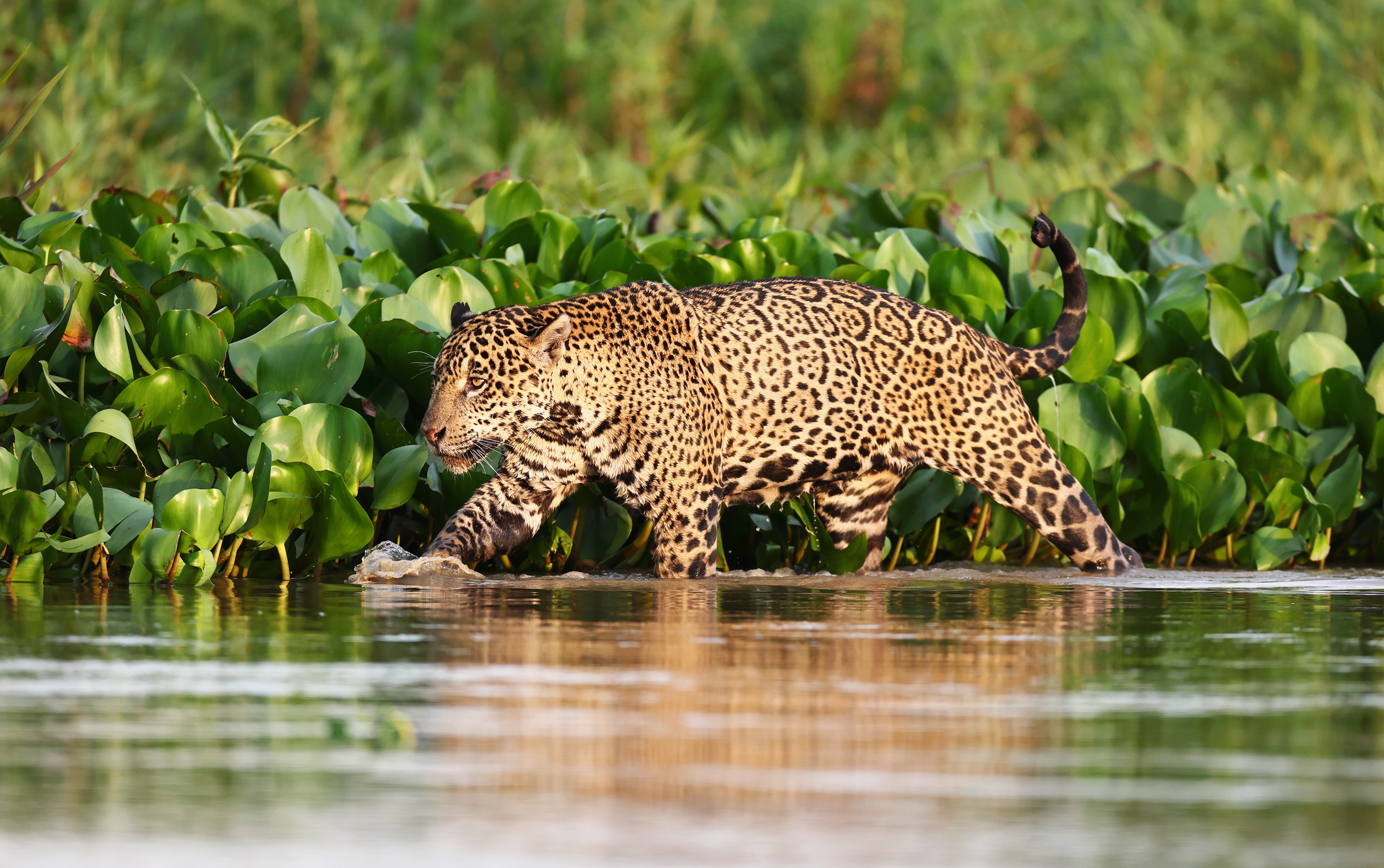 , Гудков Андрей