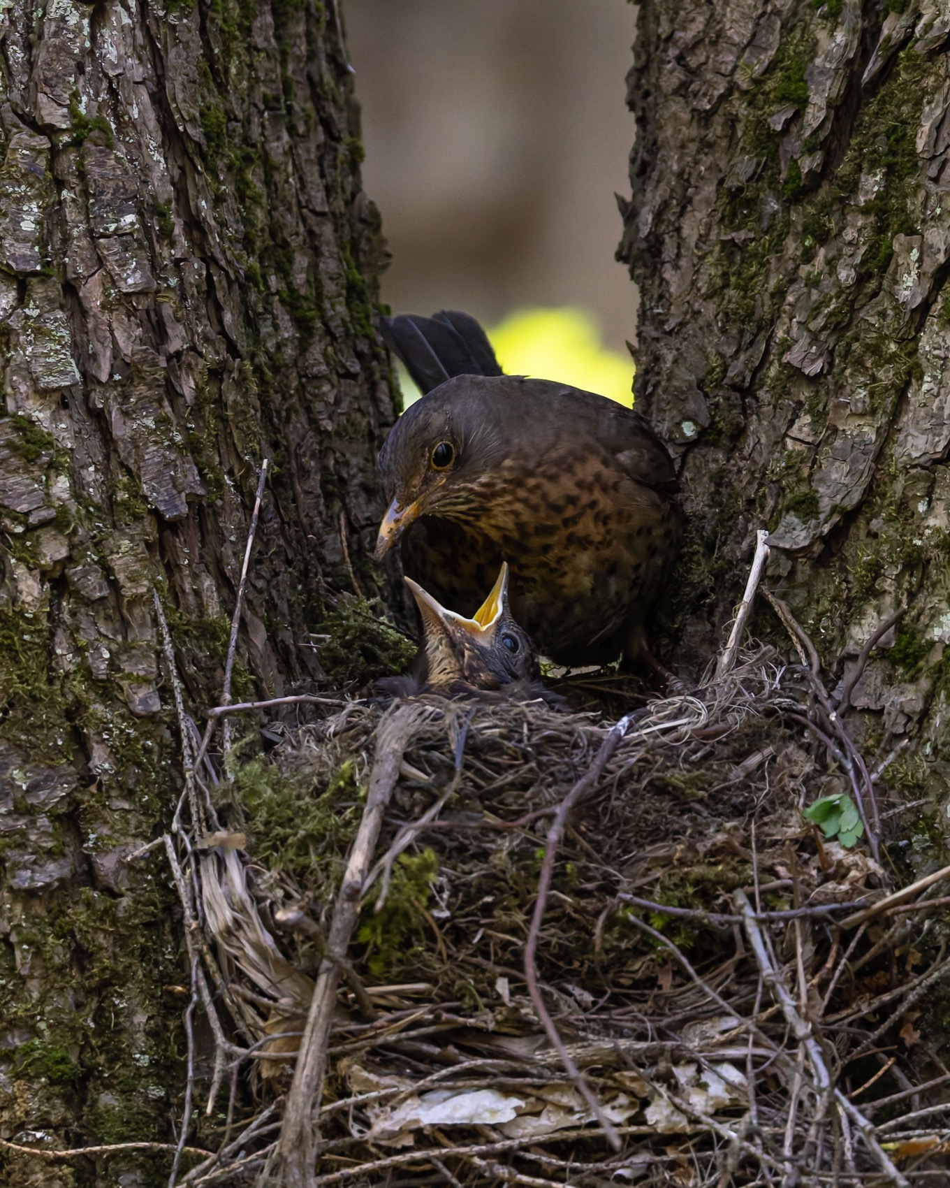 черный дрозд, дрозд, птицы, гнездо, птенцы, птенец, Ruslan Pl