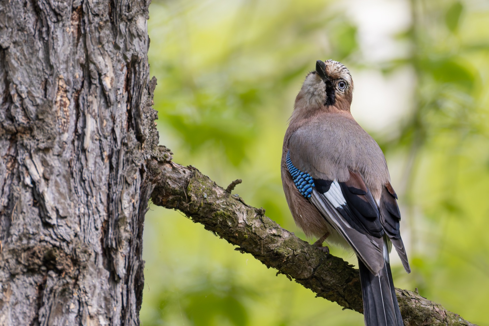 сойка, птицы, Ruslan Pl
