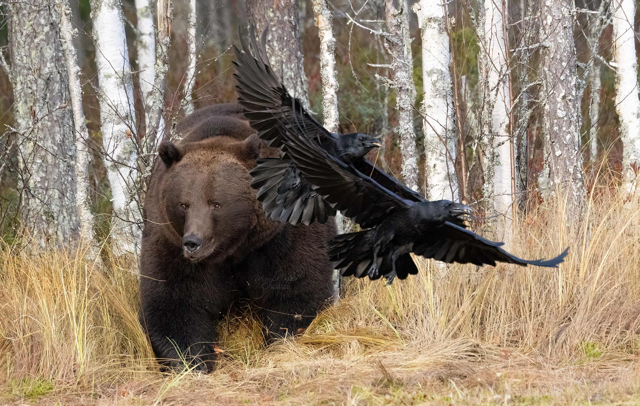 brown bear, bear, nature, wildlife, woods, canon, MARIA KULA
