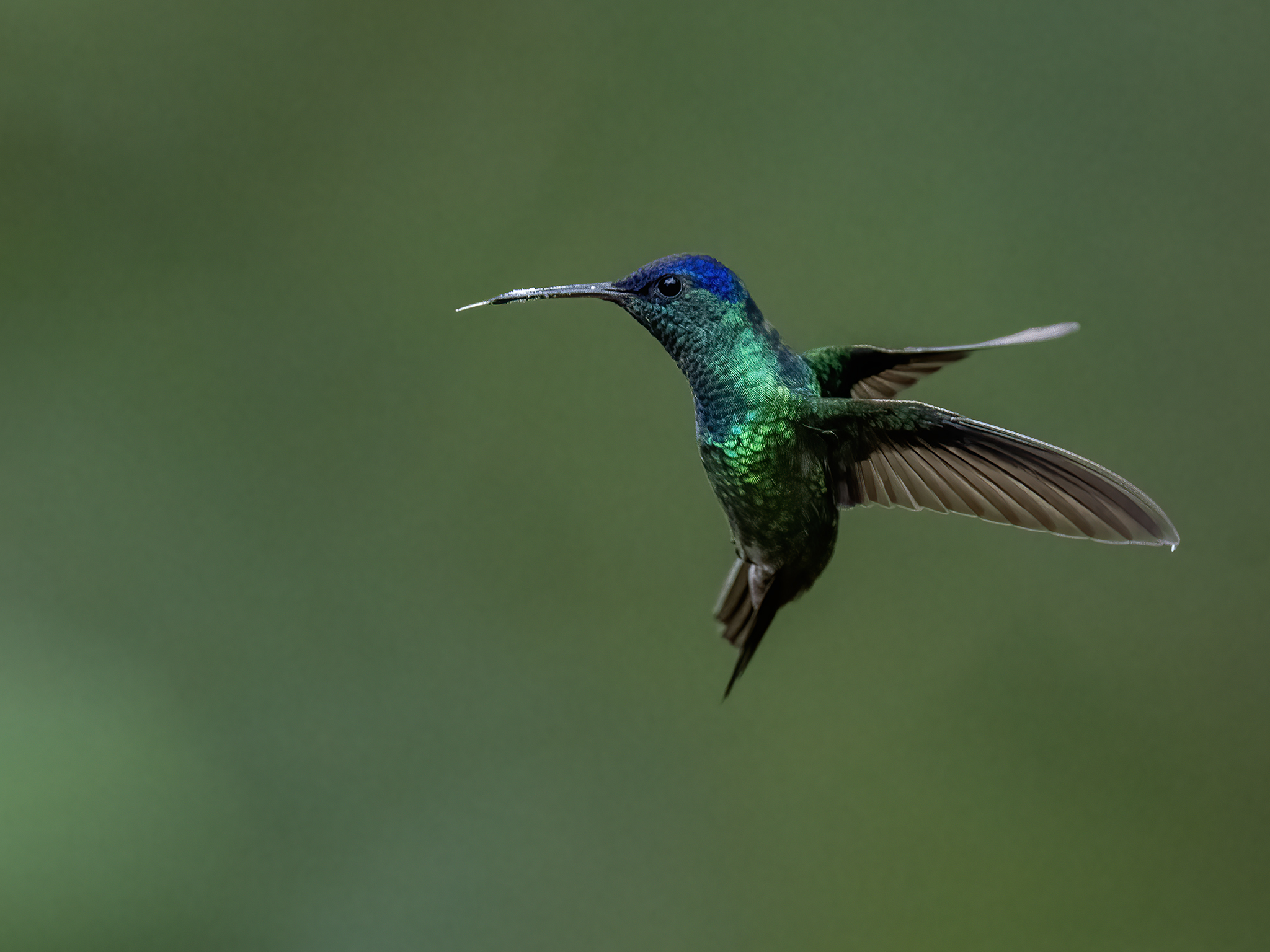 , Fernando Burgalin Sequeira