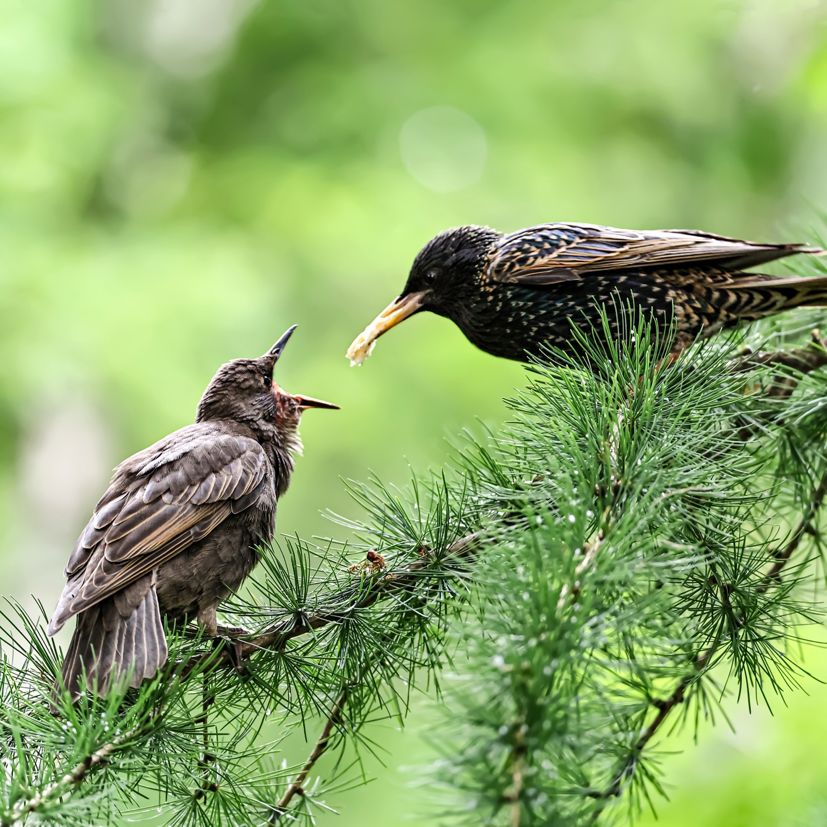 скворец, птенцы, птицы, Ruslan Pl