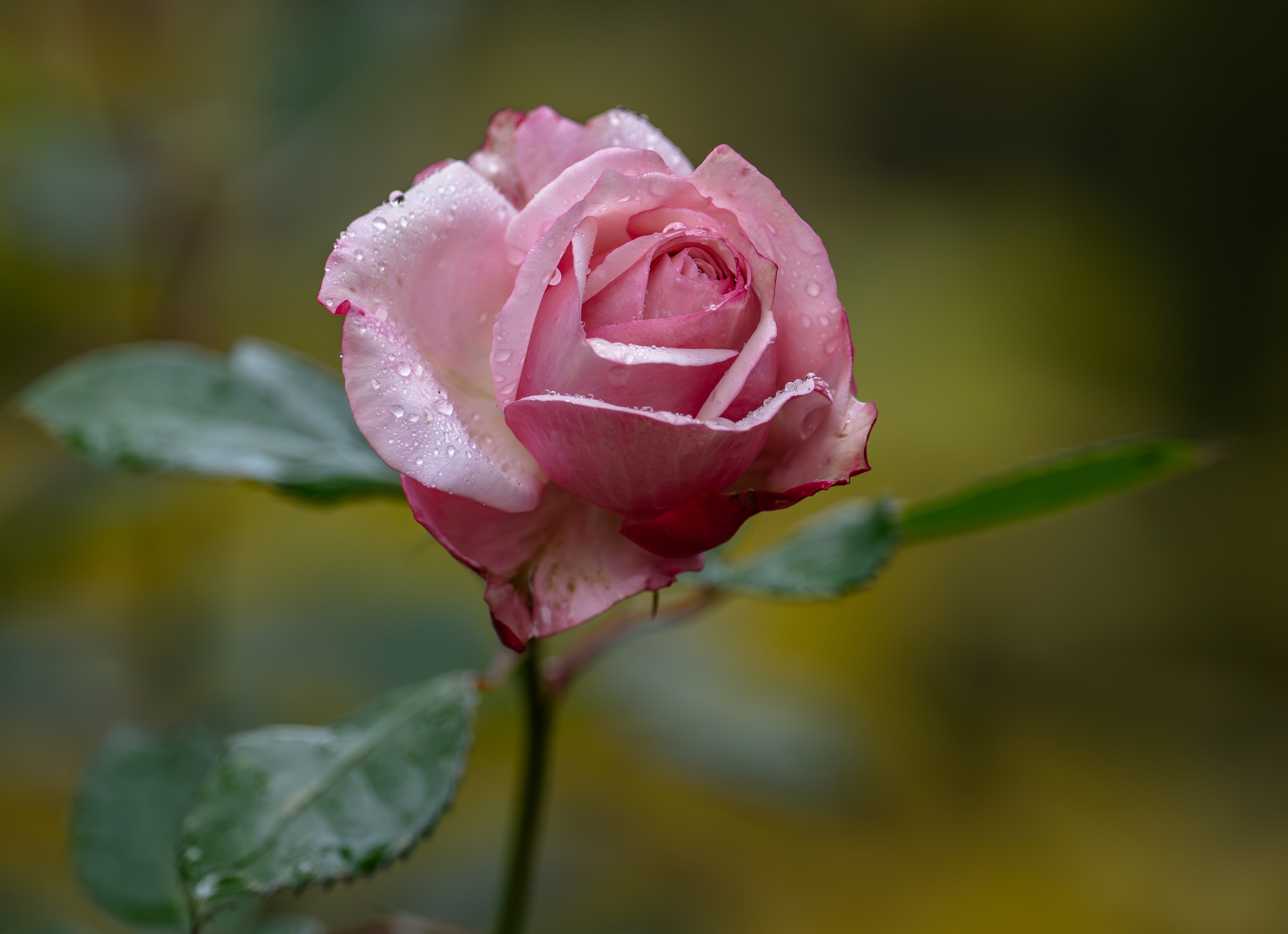 , Курлянцев Алексей