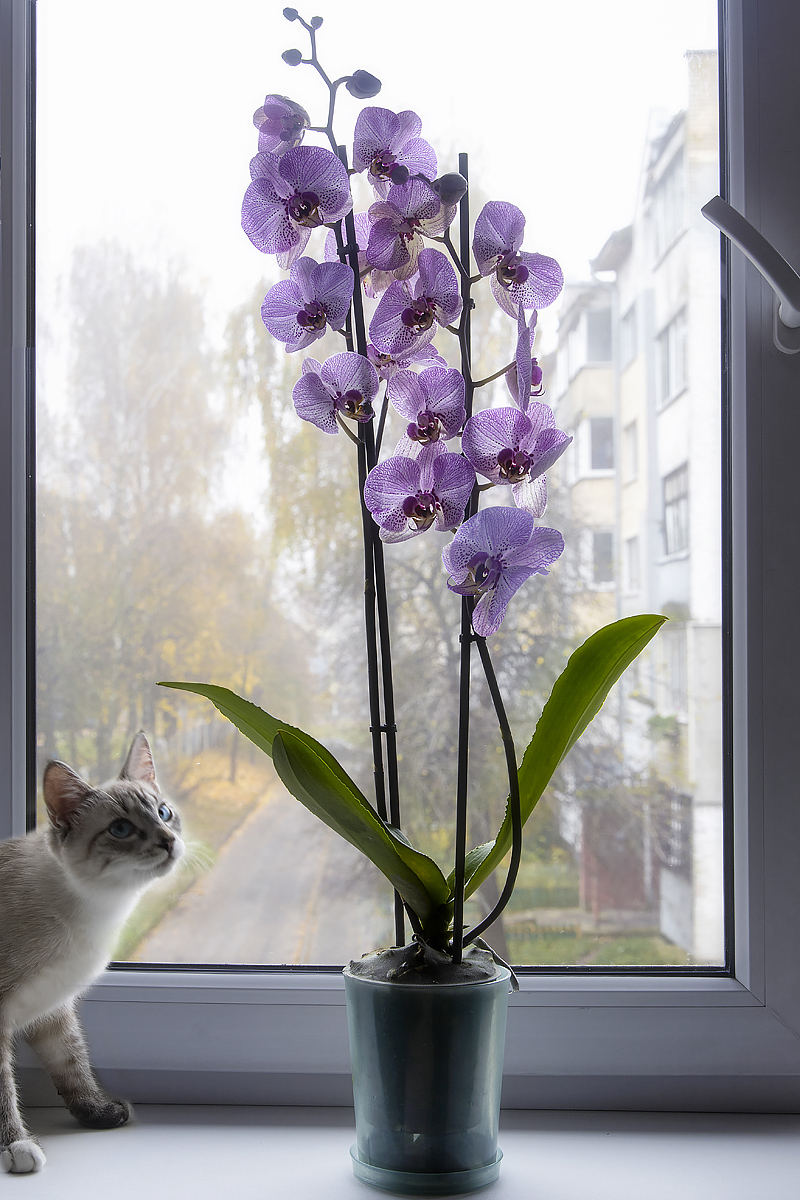 дом, цветы, орхидеи, фаленопсис, кошки, котята, питомцы, Приходько Ирина
