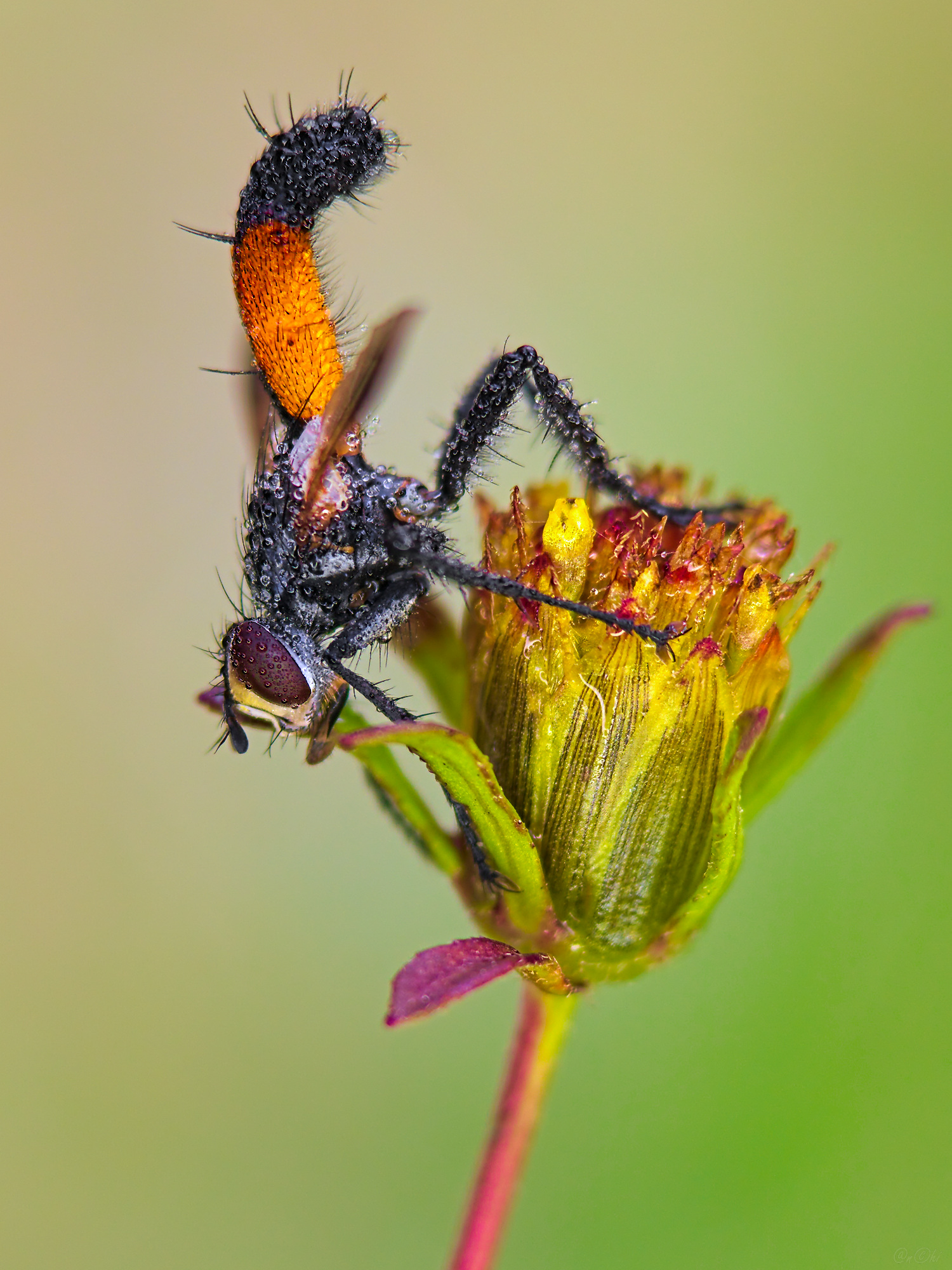 ежемуха череда, Чи. Анатолий
