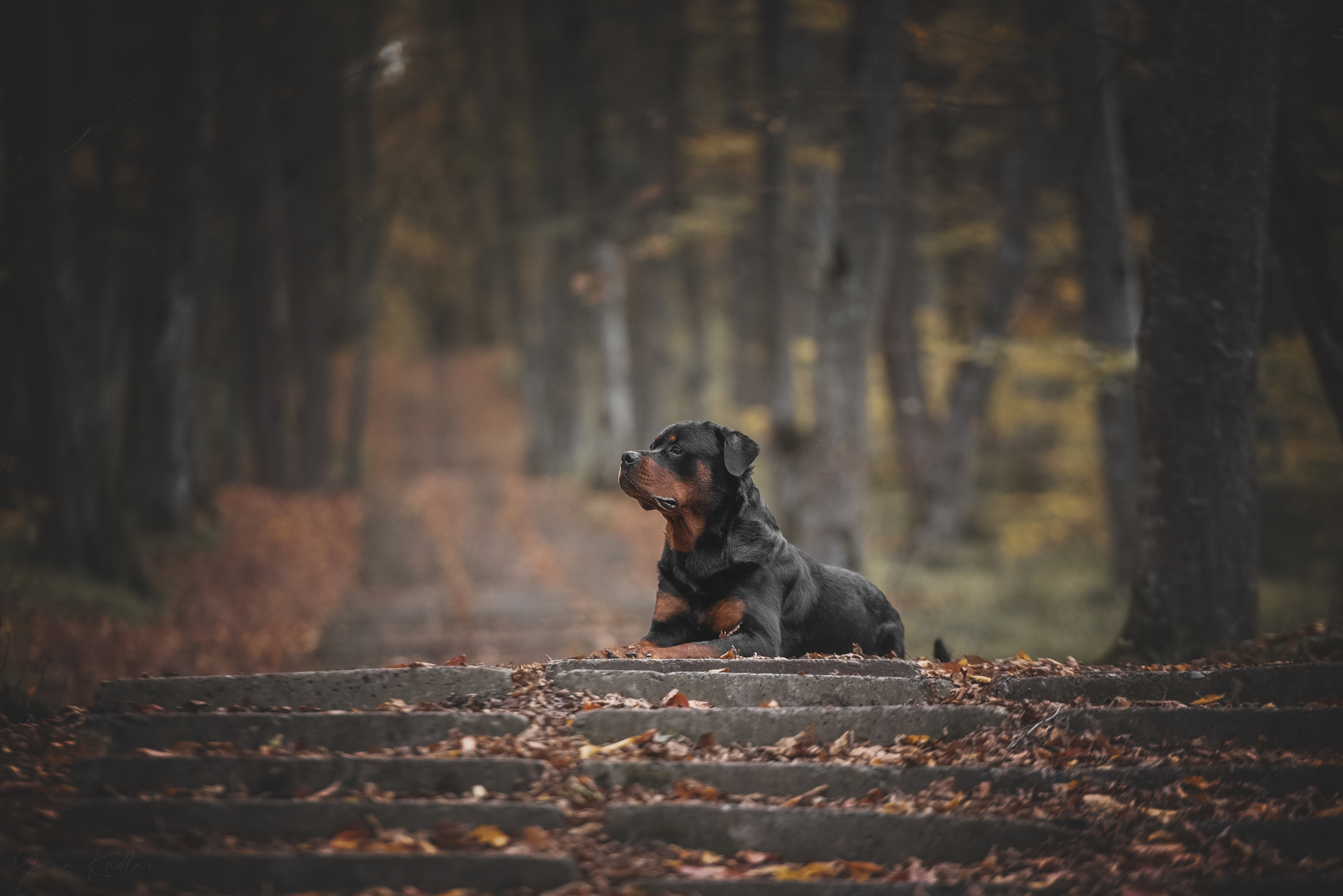 , Кудлай Яна