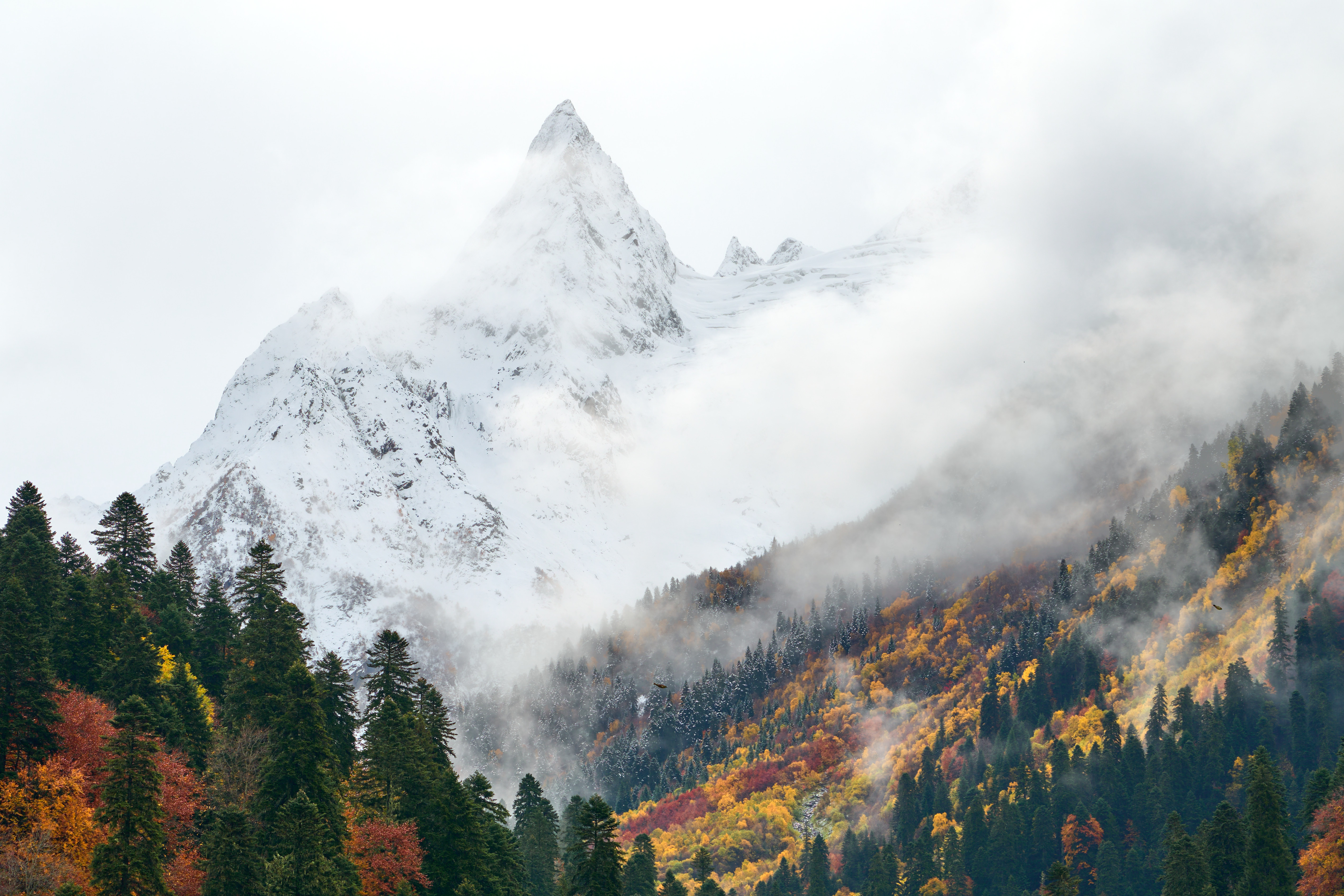 домбай, Ян Абдулаев