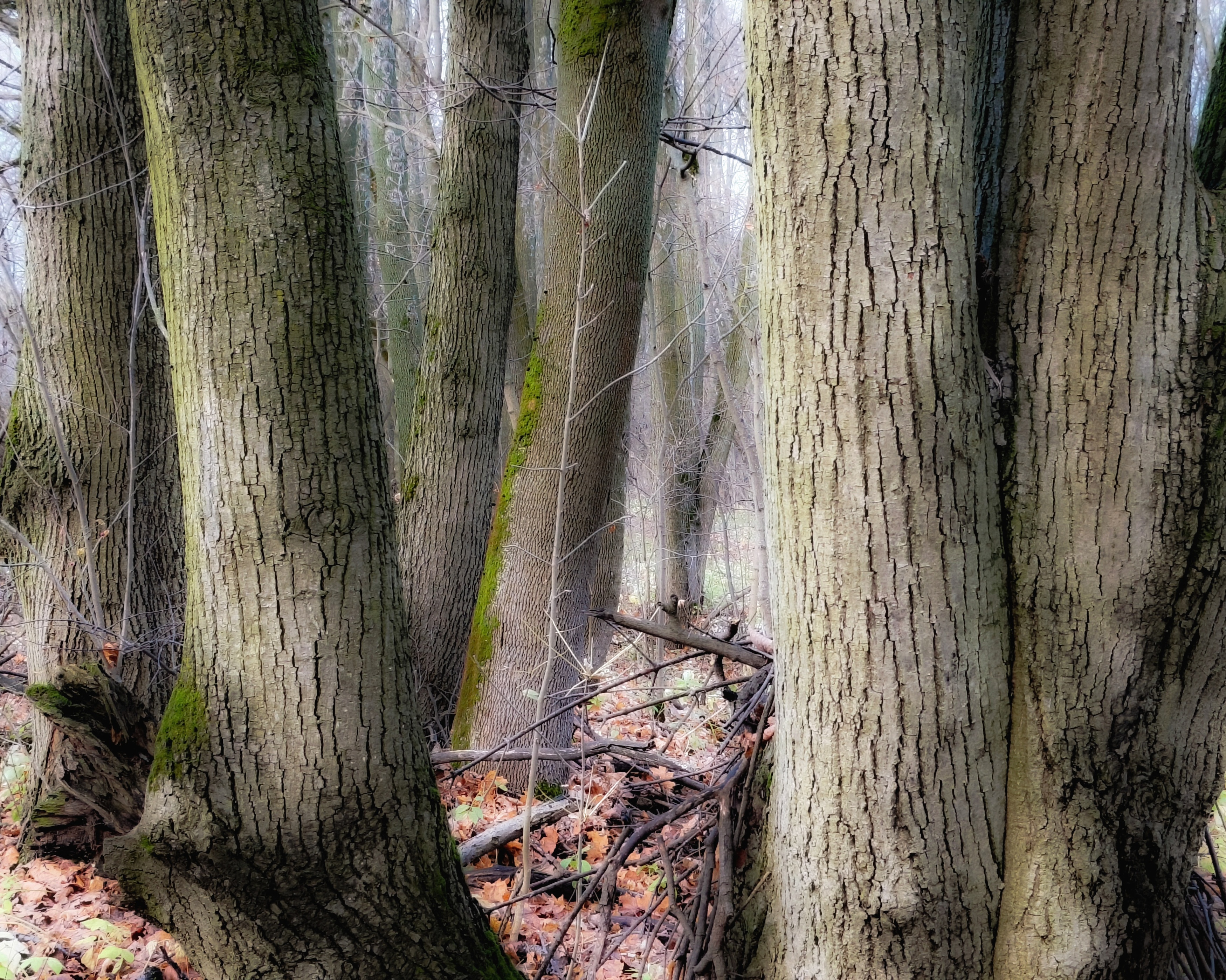 , Кондрашова Светлана