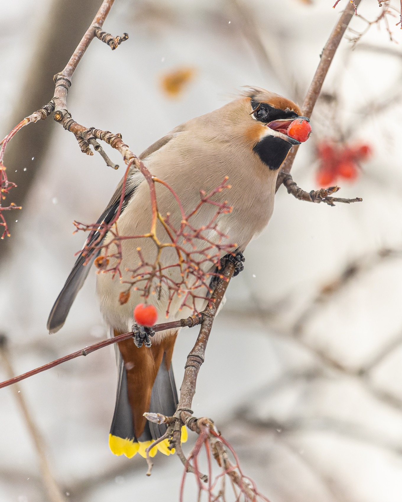 рябина, свиристель, птицы, Ruslan Pl