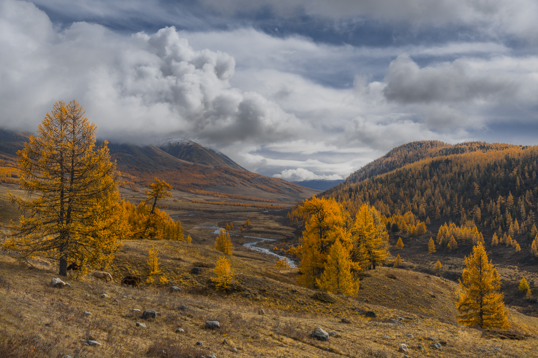 россия, горный алтай,осень, золотая осень, лиственницы, речка, лошади, Андрей Поляков