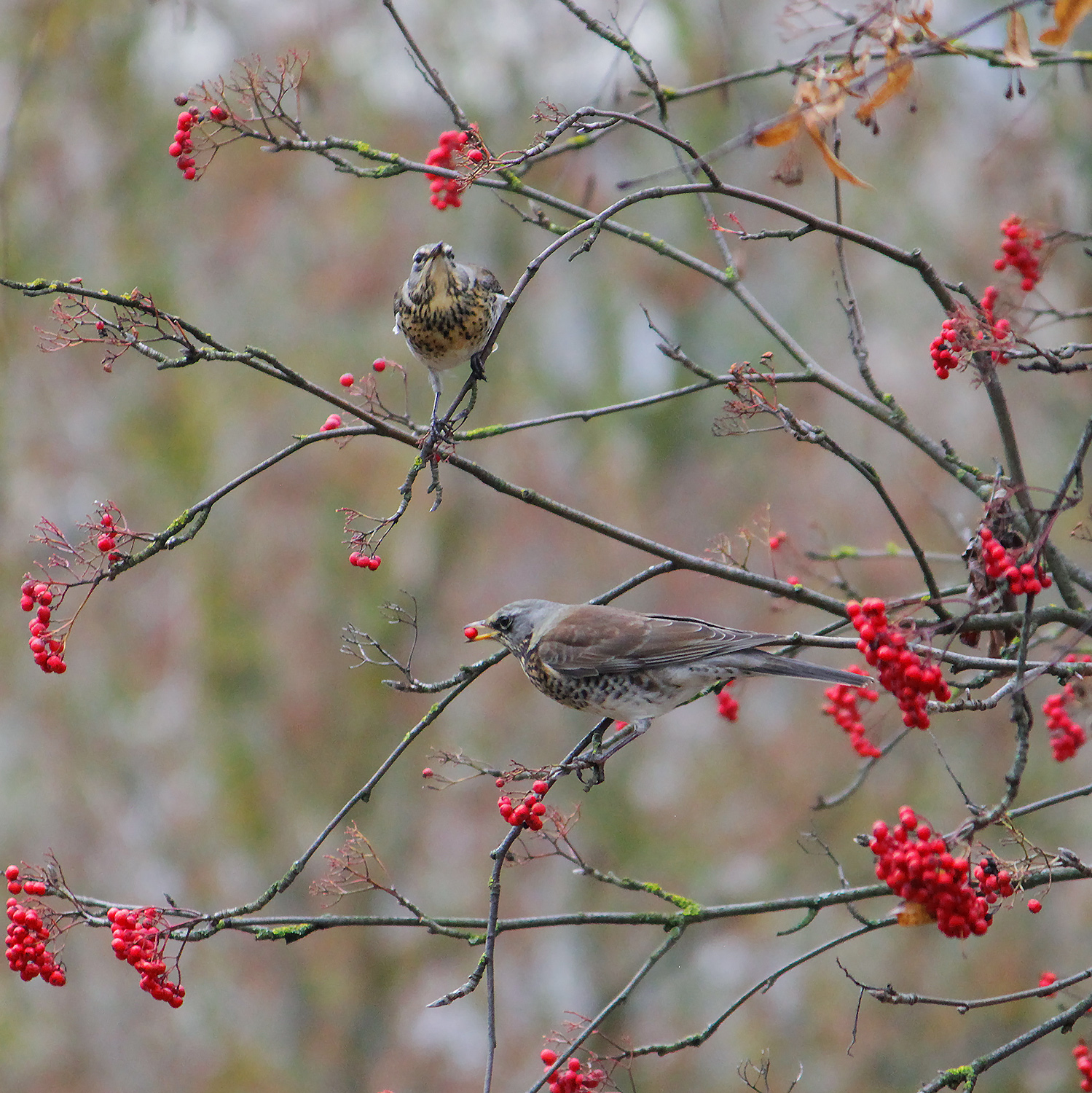 дрозд, рябинник, дрозд-рябинник, turdus pilaris, КарОл