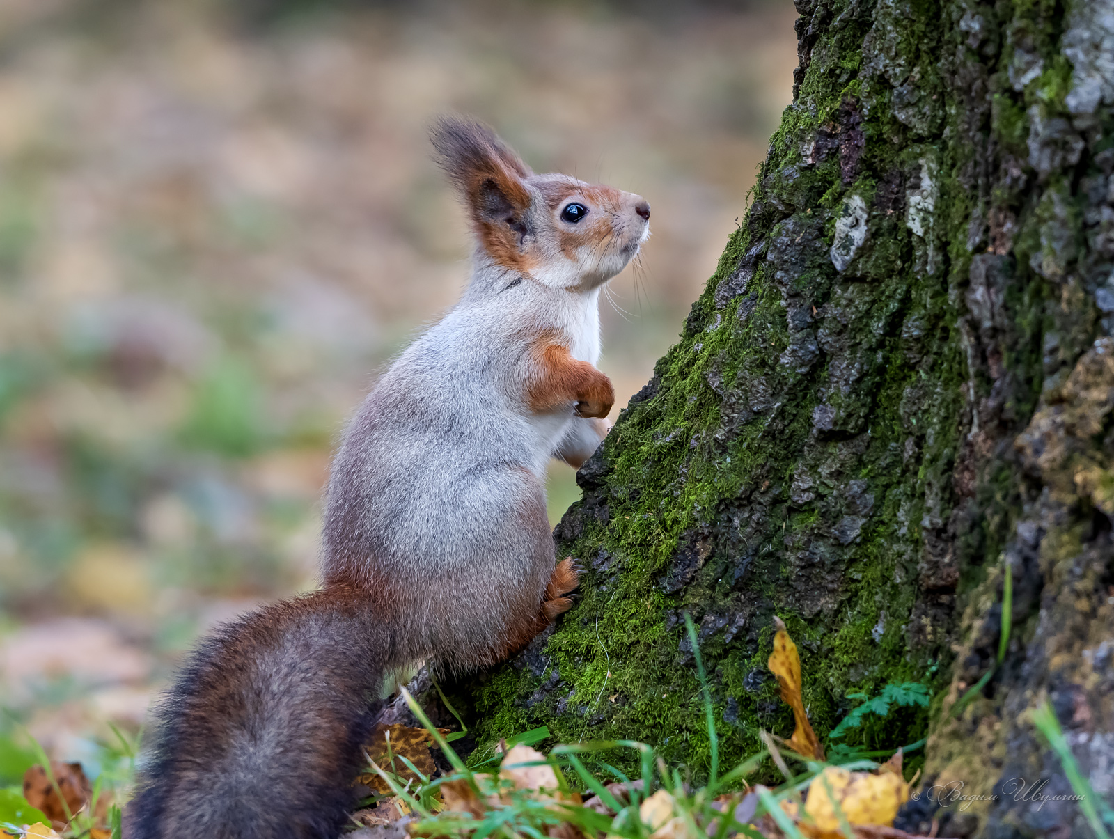 , Шульгин Вадим