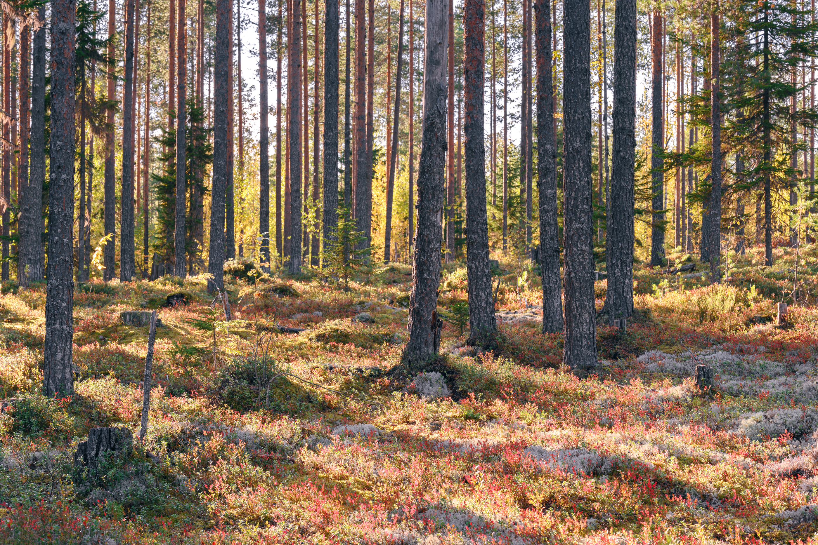 forest, tree, light, foliage, sunlight, spruce, morning, pine, grass, autumn, evening, shadow, moss, Андрей Козлов