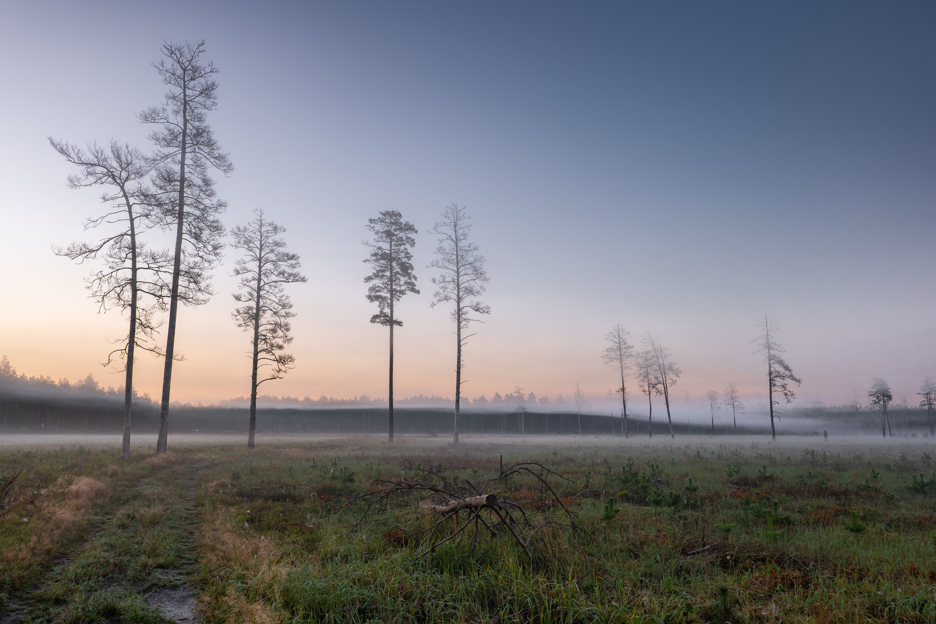 , Гордон Николай