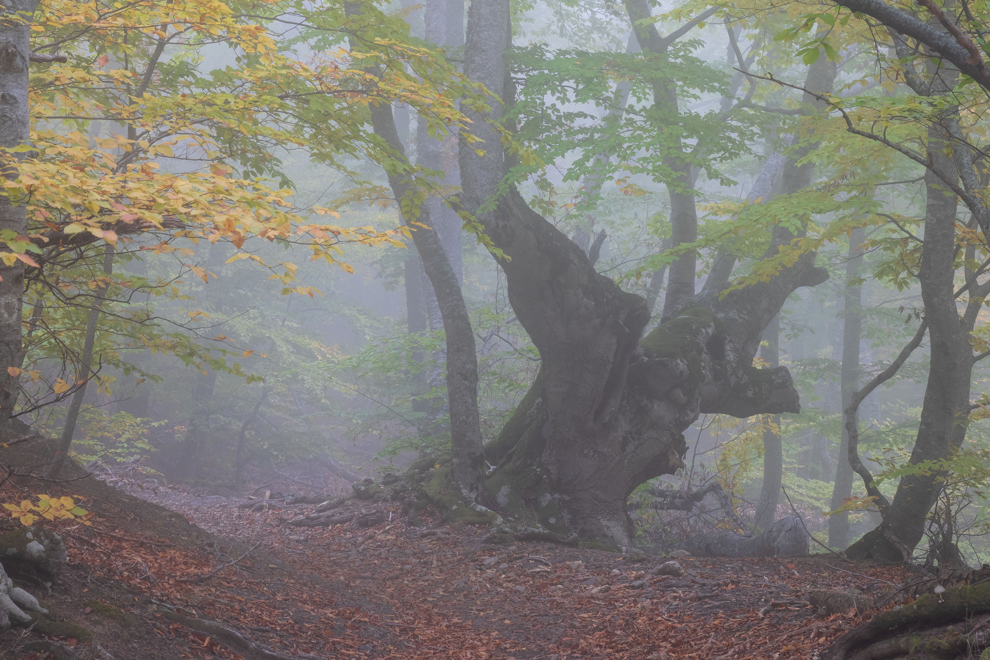 крым, Добролюбова Тамара