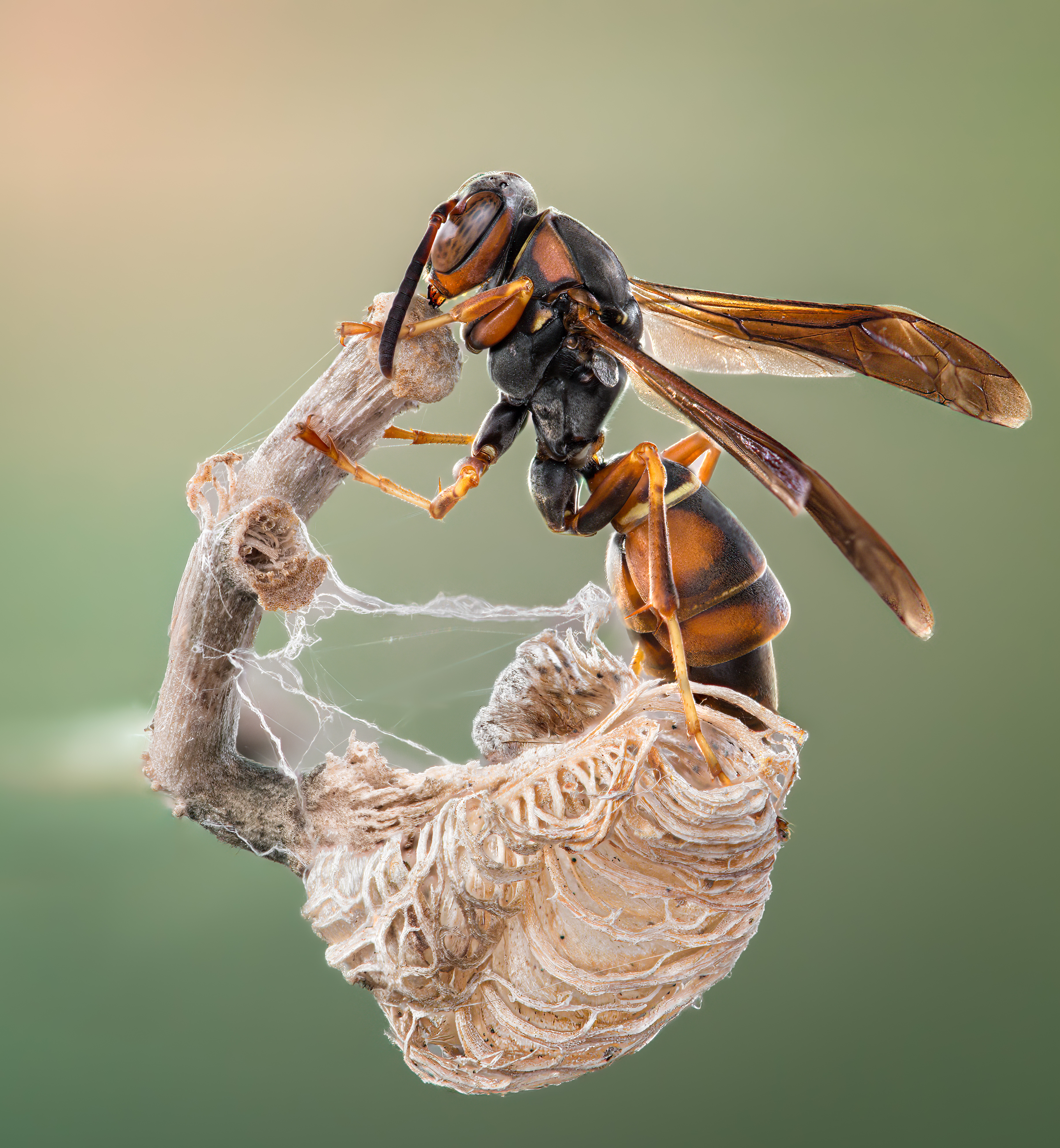 wasp, insect, macro, nature, wild, insects, bee,, Atul Saluja