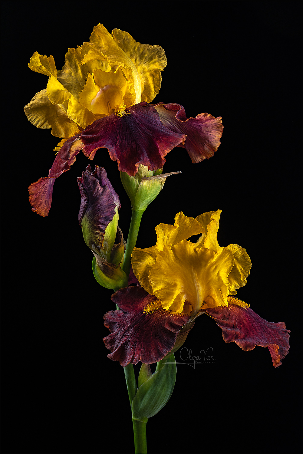 ирис, ирисы, флора, цветок, цветы, лепестки, Ольга Яр