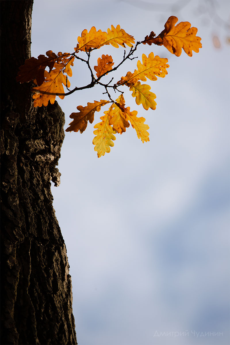 , Чудинин Дмитрий