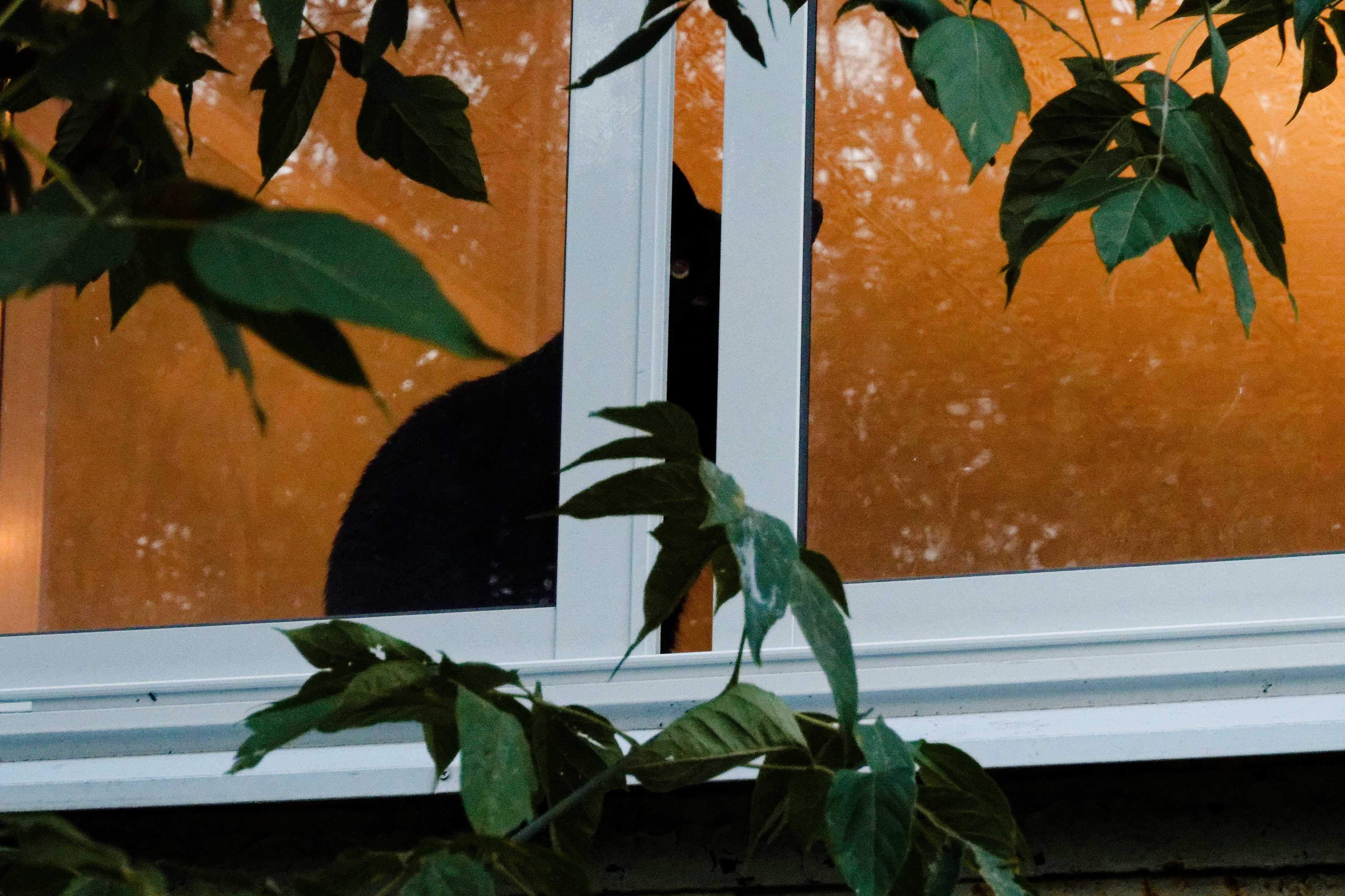 , Какоткин Роман