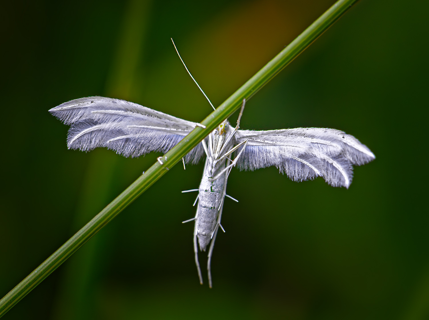 насекомые, бабочка, моль, пальцекрылка, пятипалая, сливовая, лето, июнь, Борис Новиков