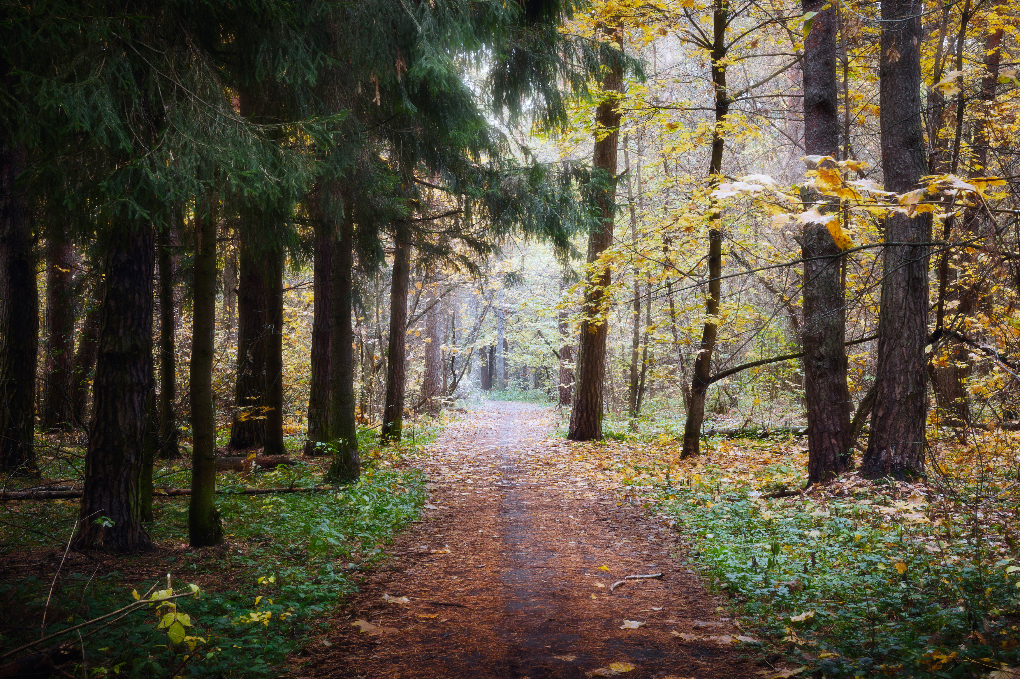 озеро, отражения, лес, Валерий Вождаев