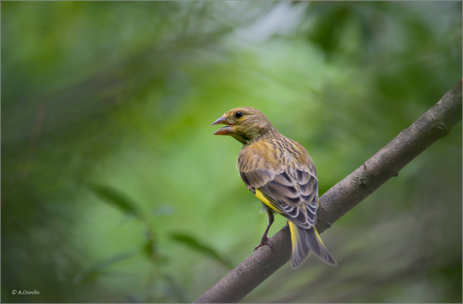 птица,зеленушка,жарко,июль, Александр Чувилин