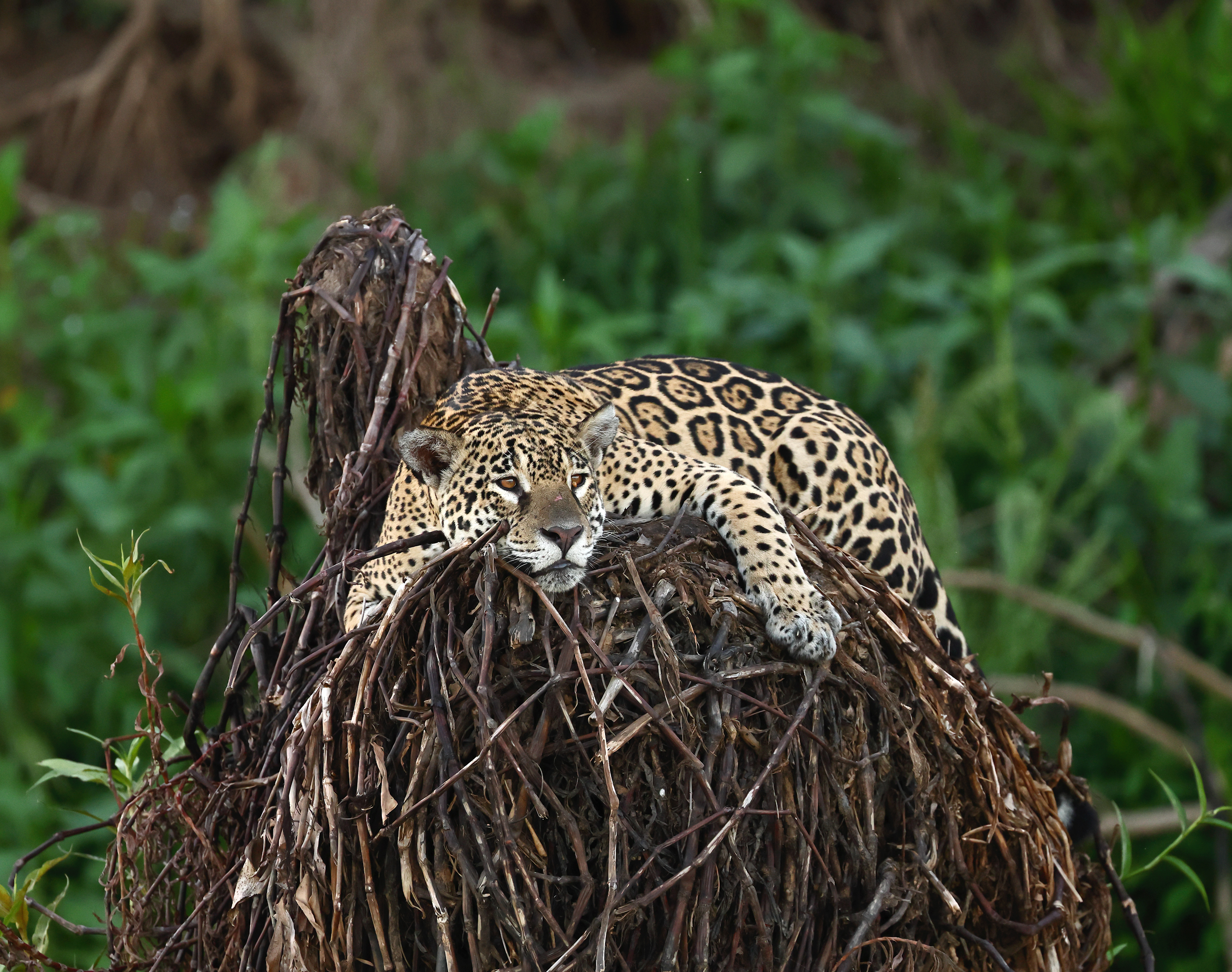 , Гудков Андрей