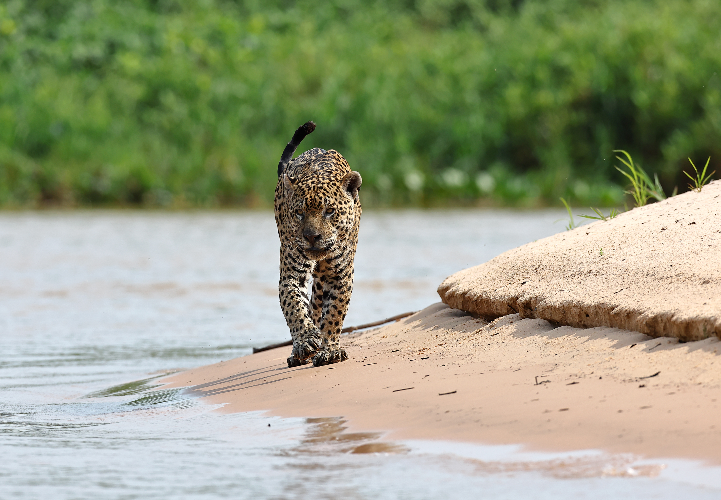 , Гудков Андрей